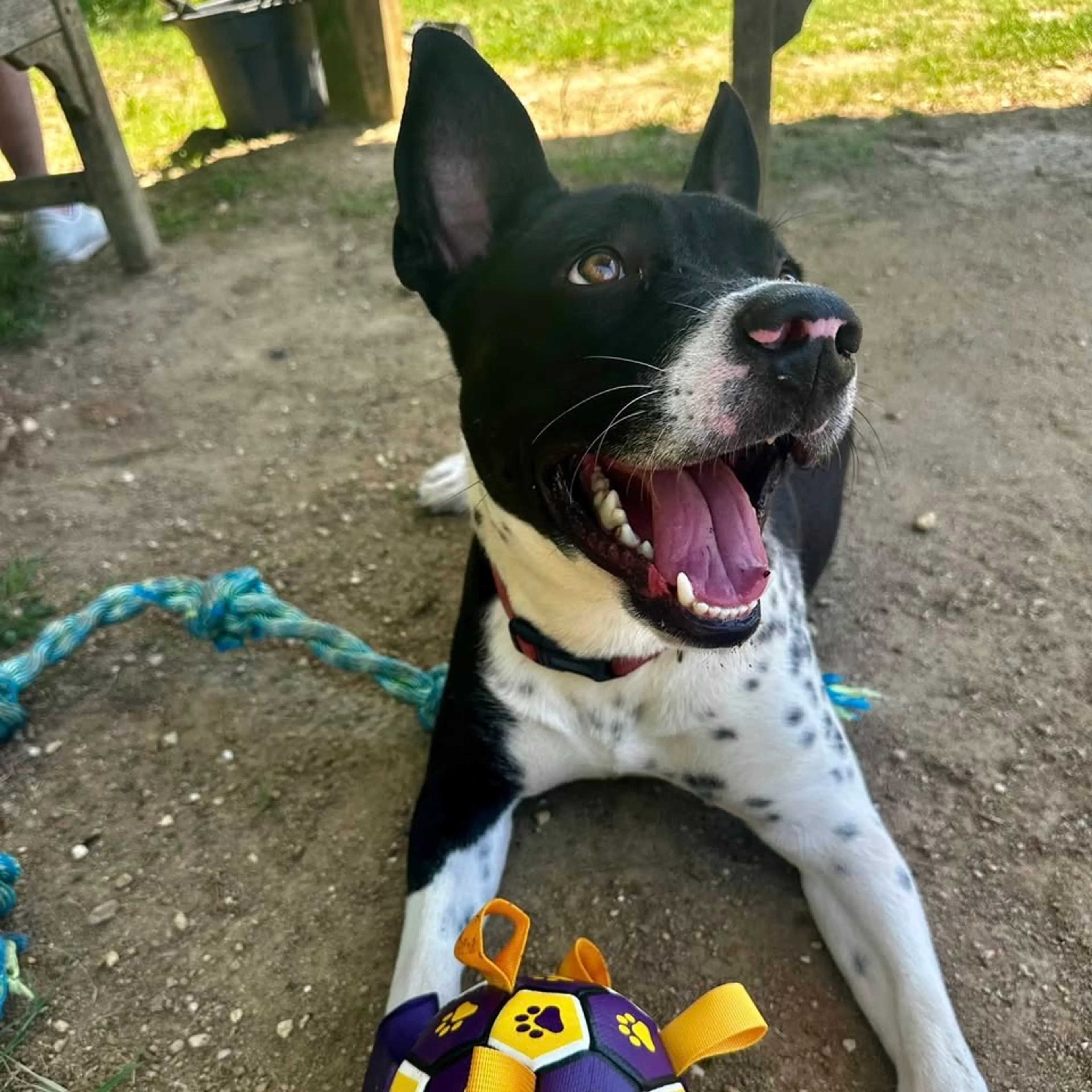 Found pet-3