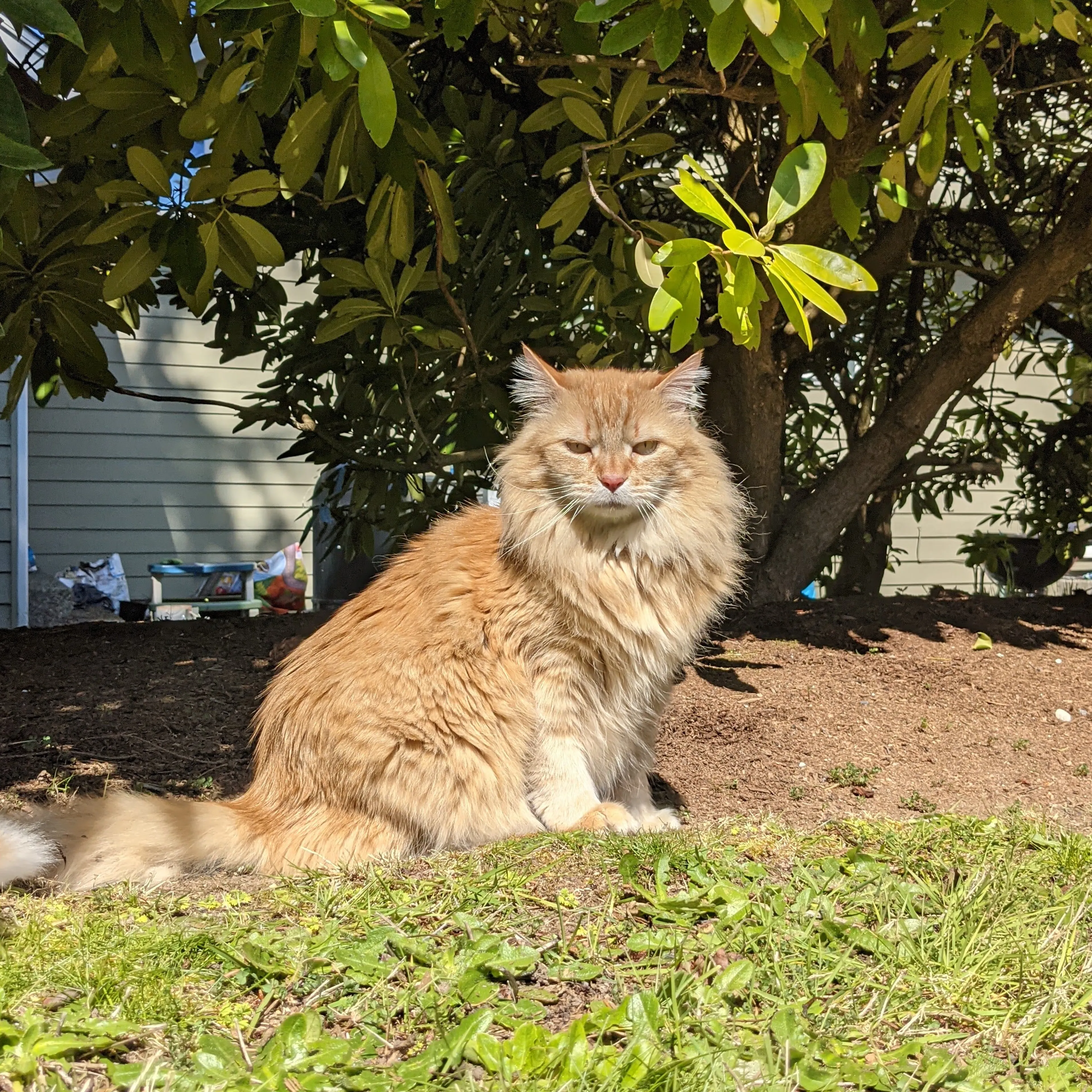 Lost pet-1