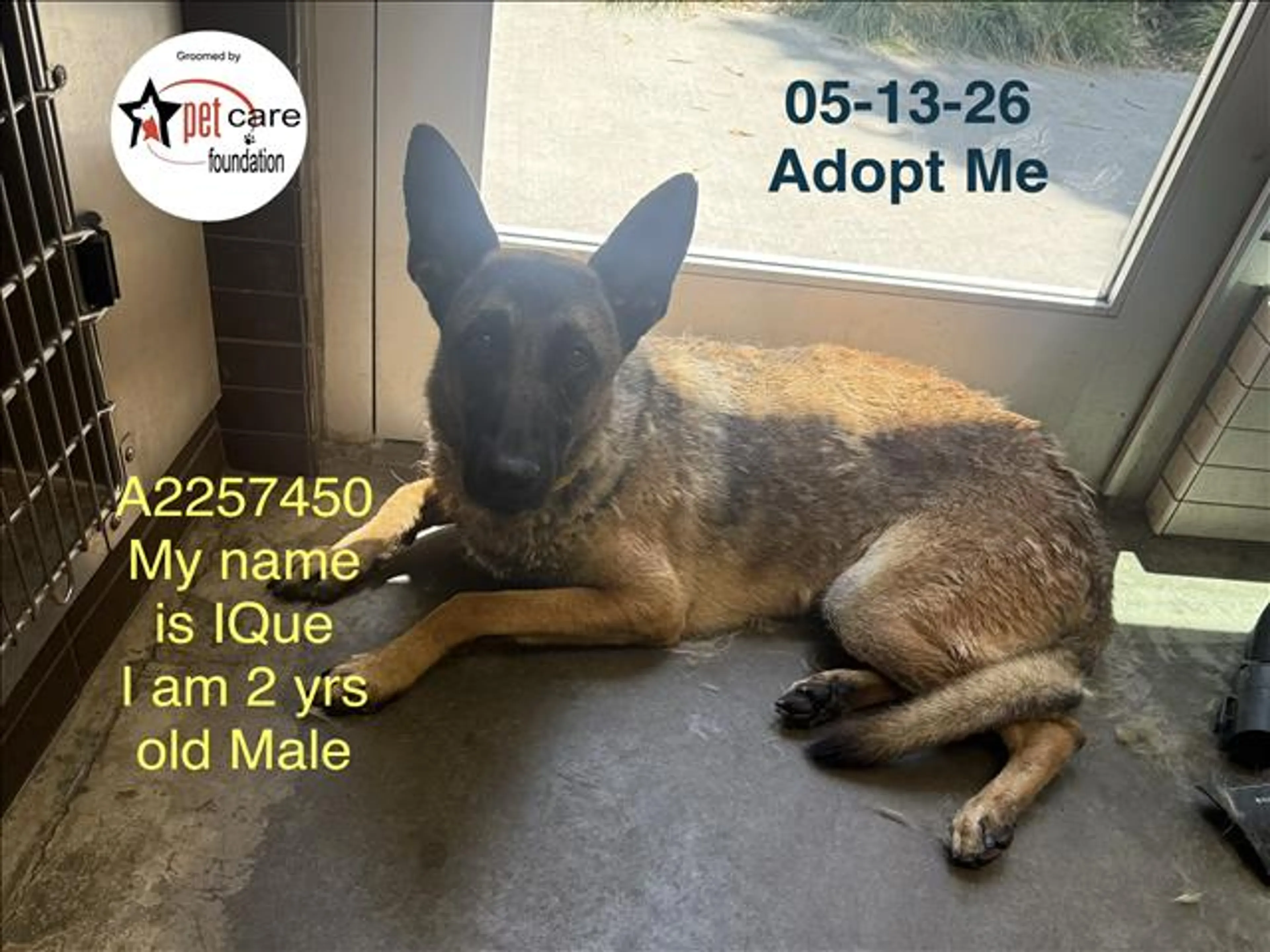 Found pet