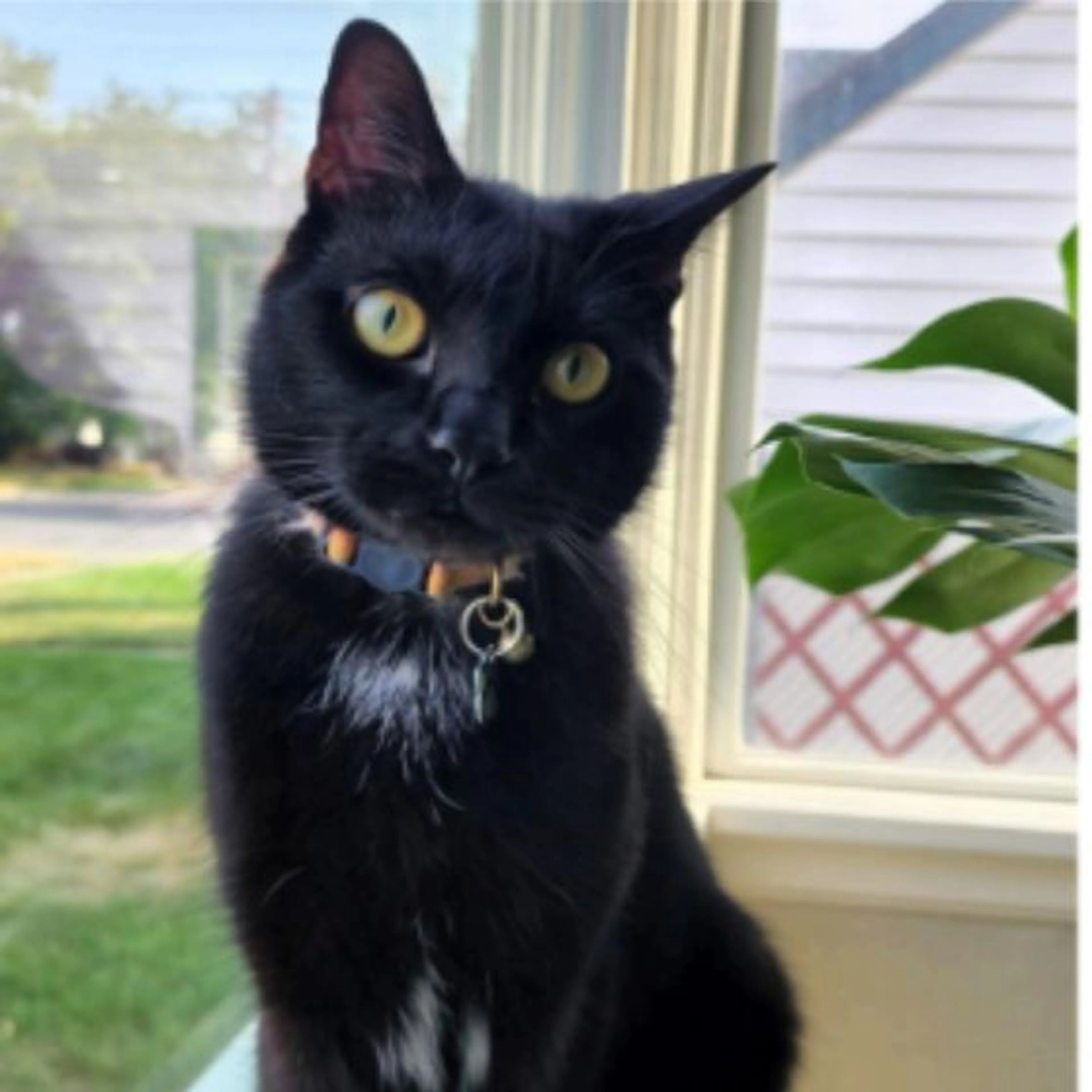 Lost pet
