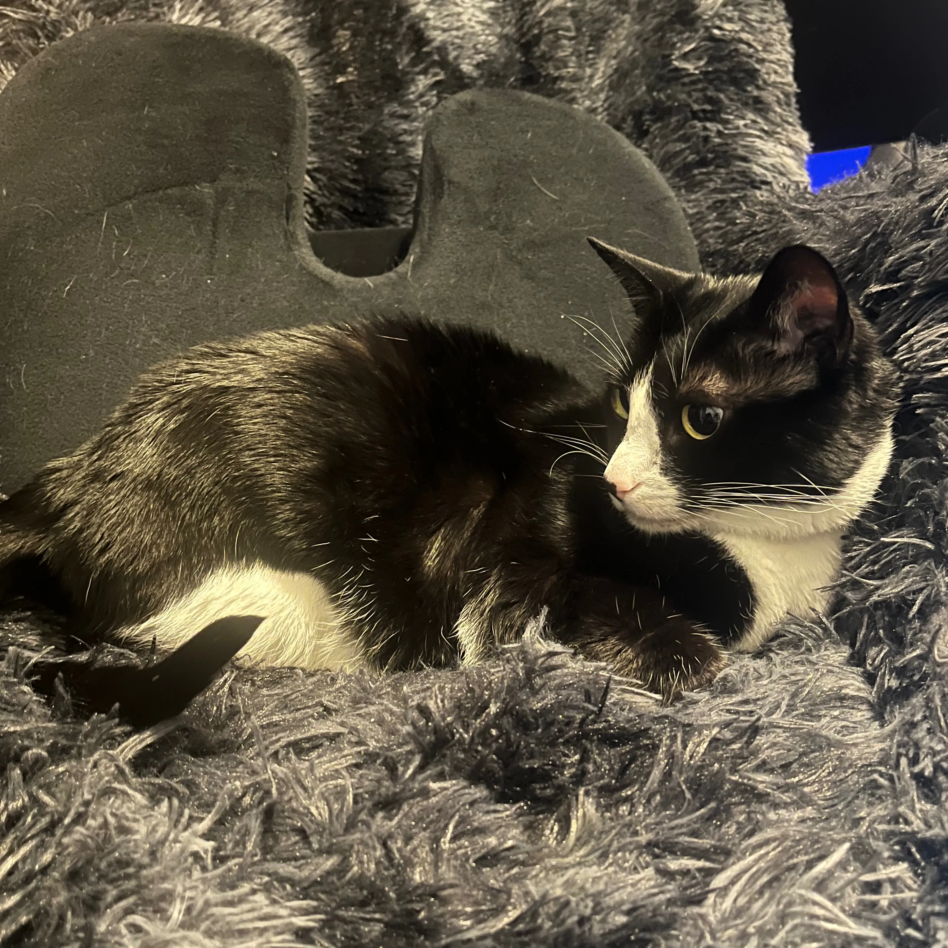 Lost pet-1