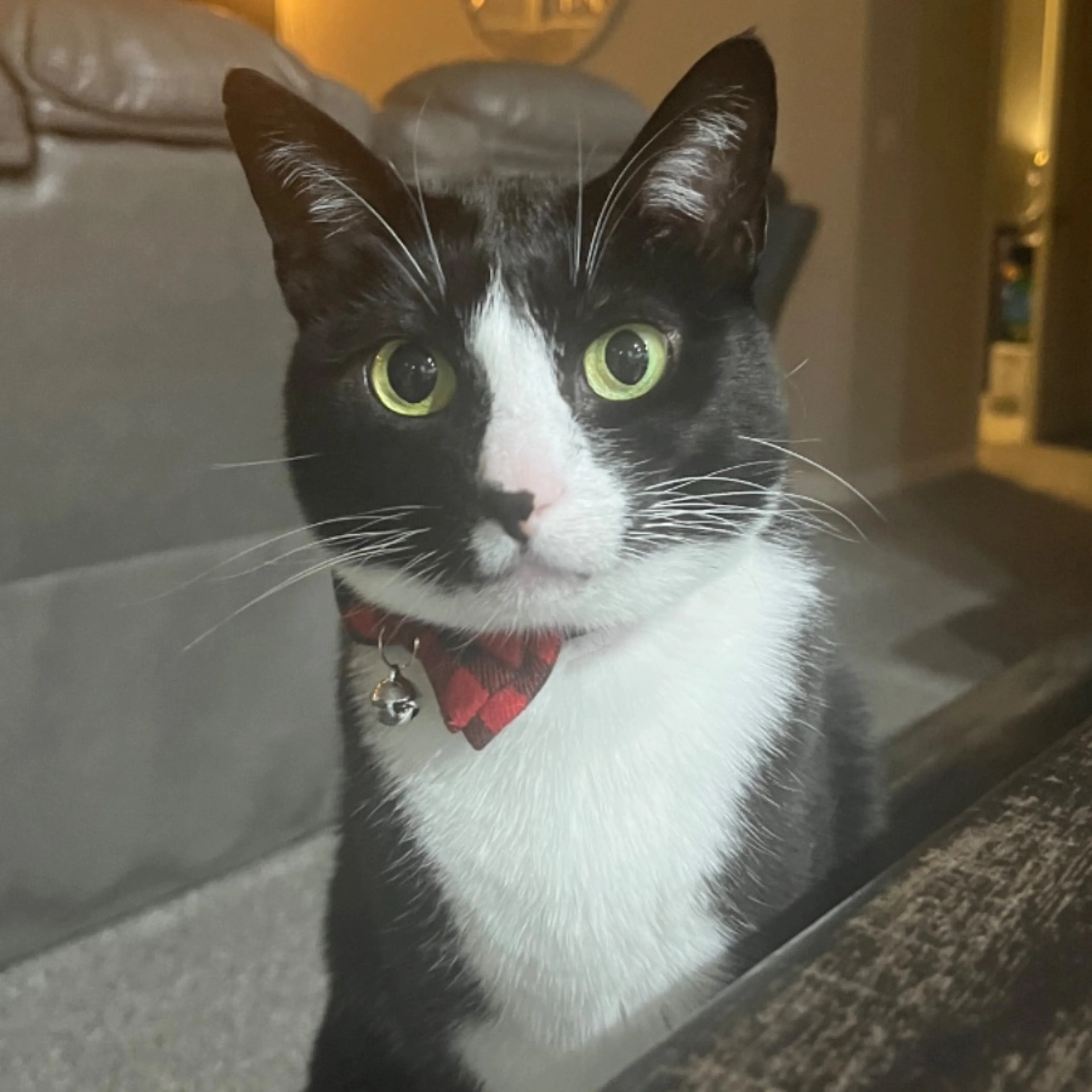 Lost pet-0