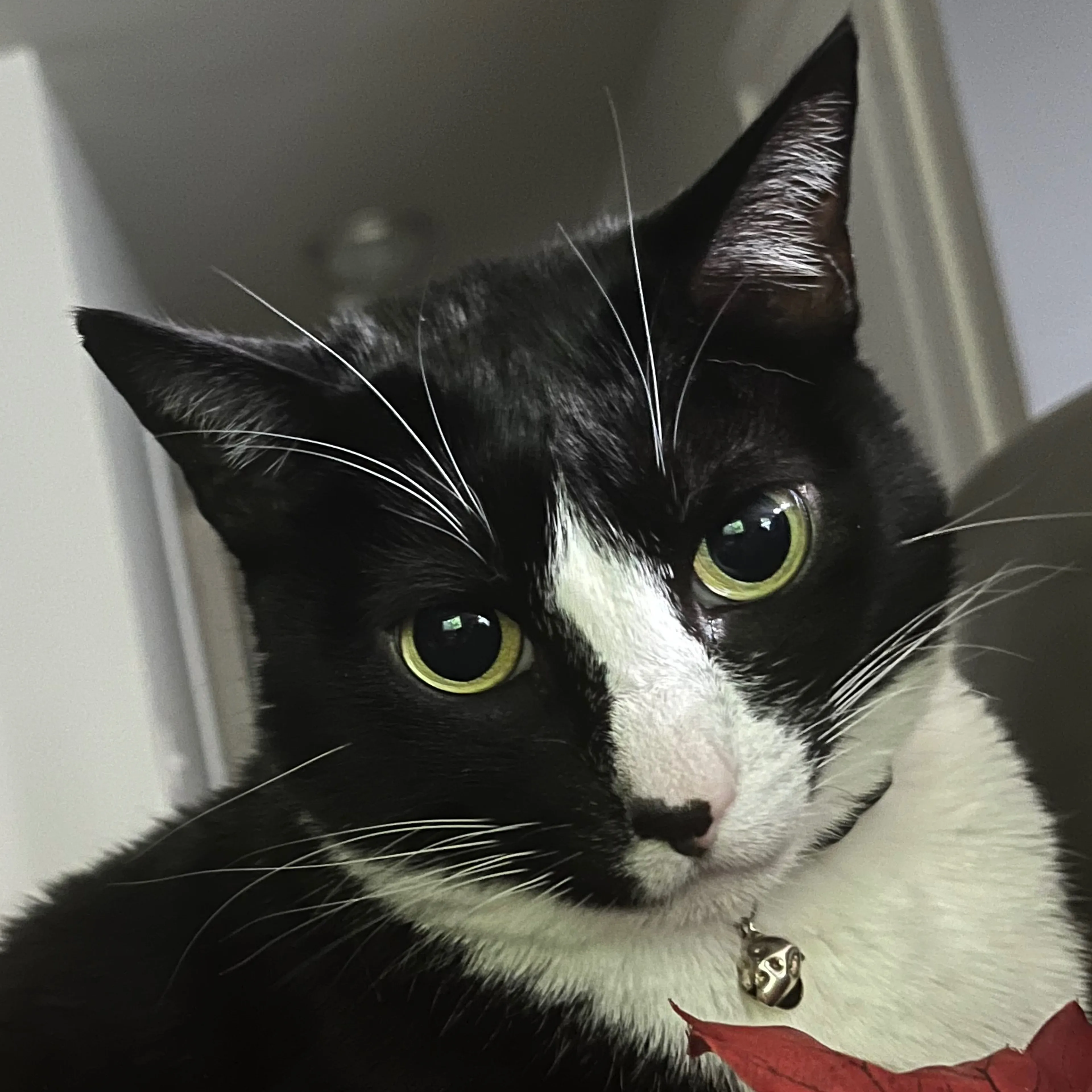 Lost pet-2