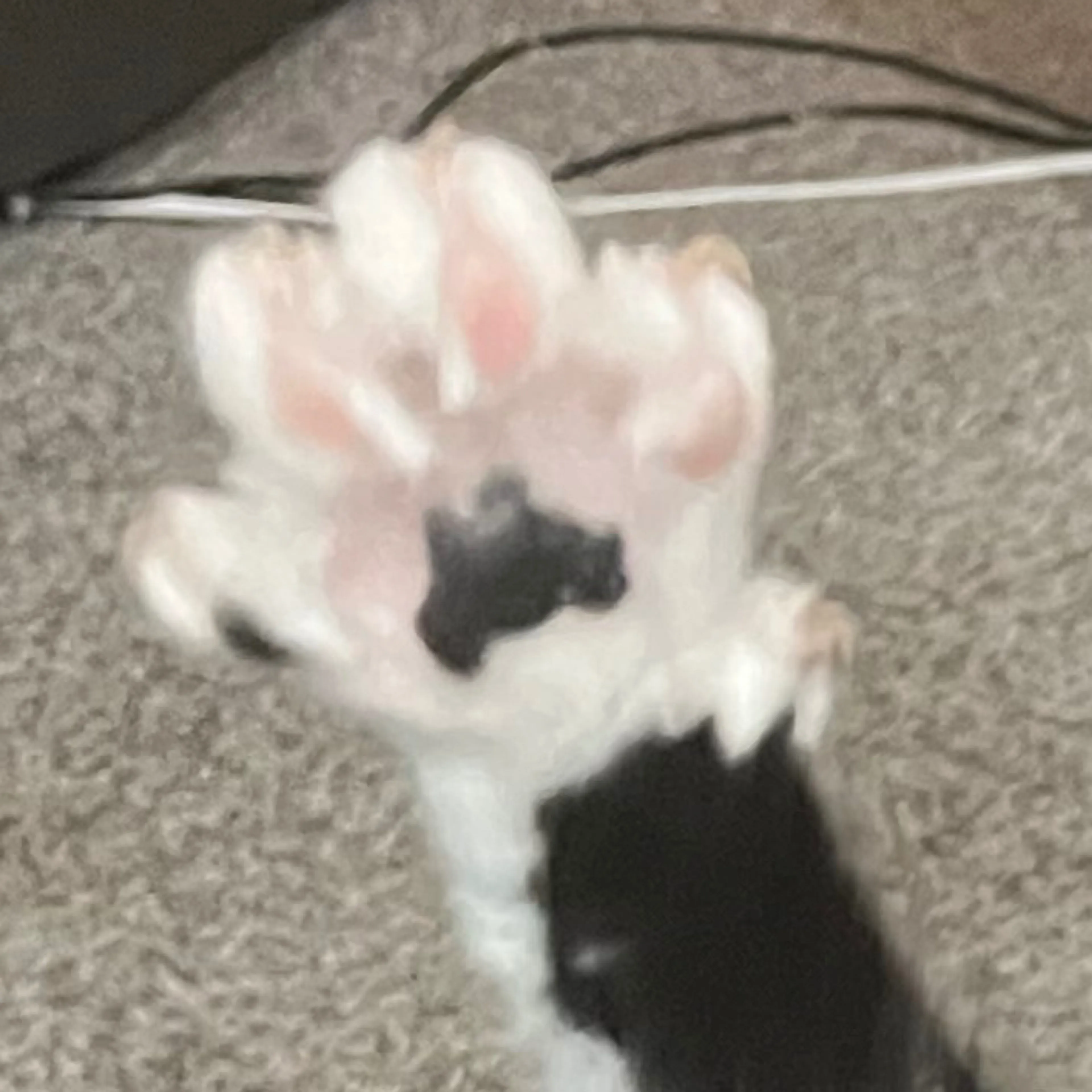 Lost pet-3