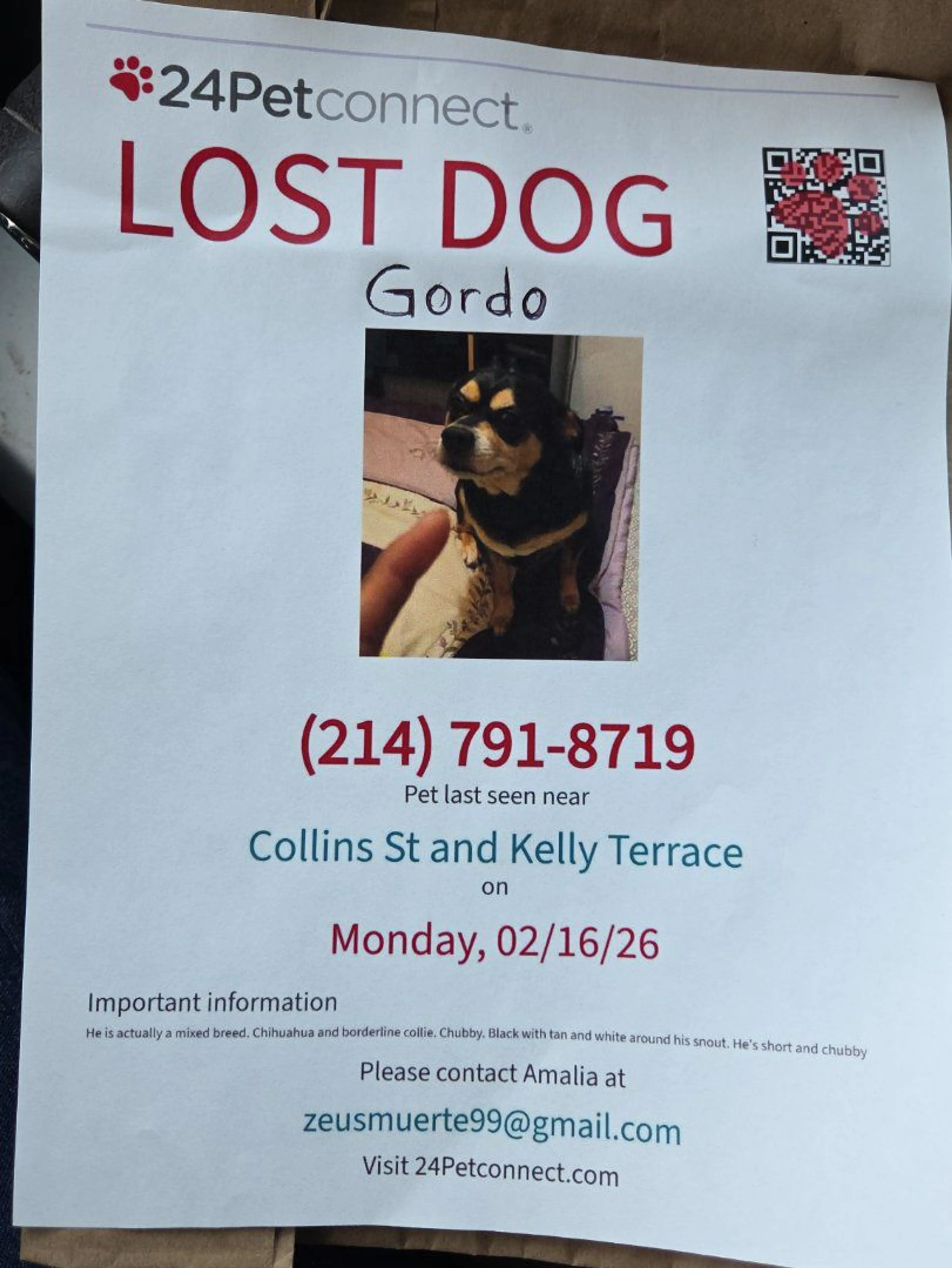 Lost pet-3