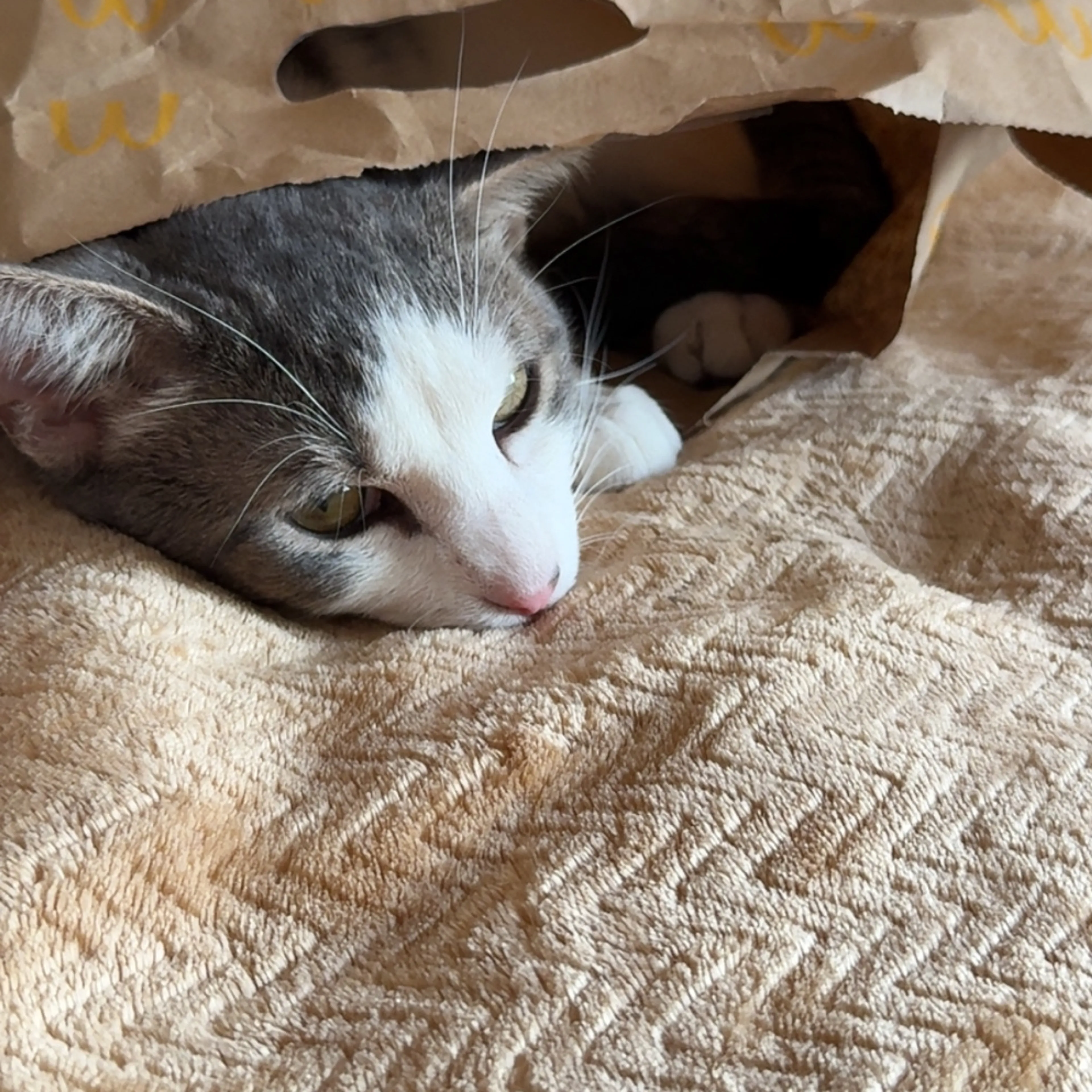 Lost pet-2