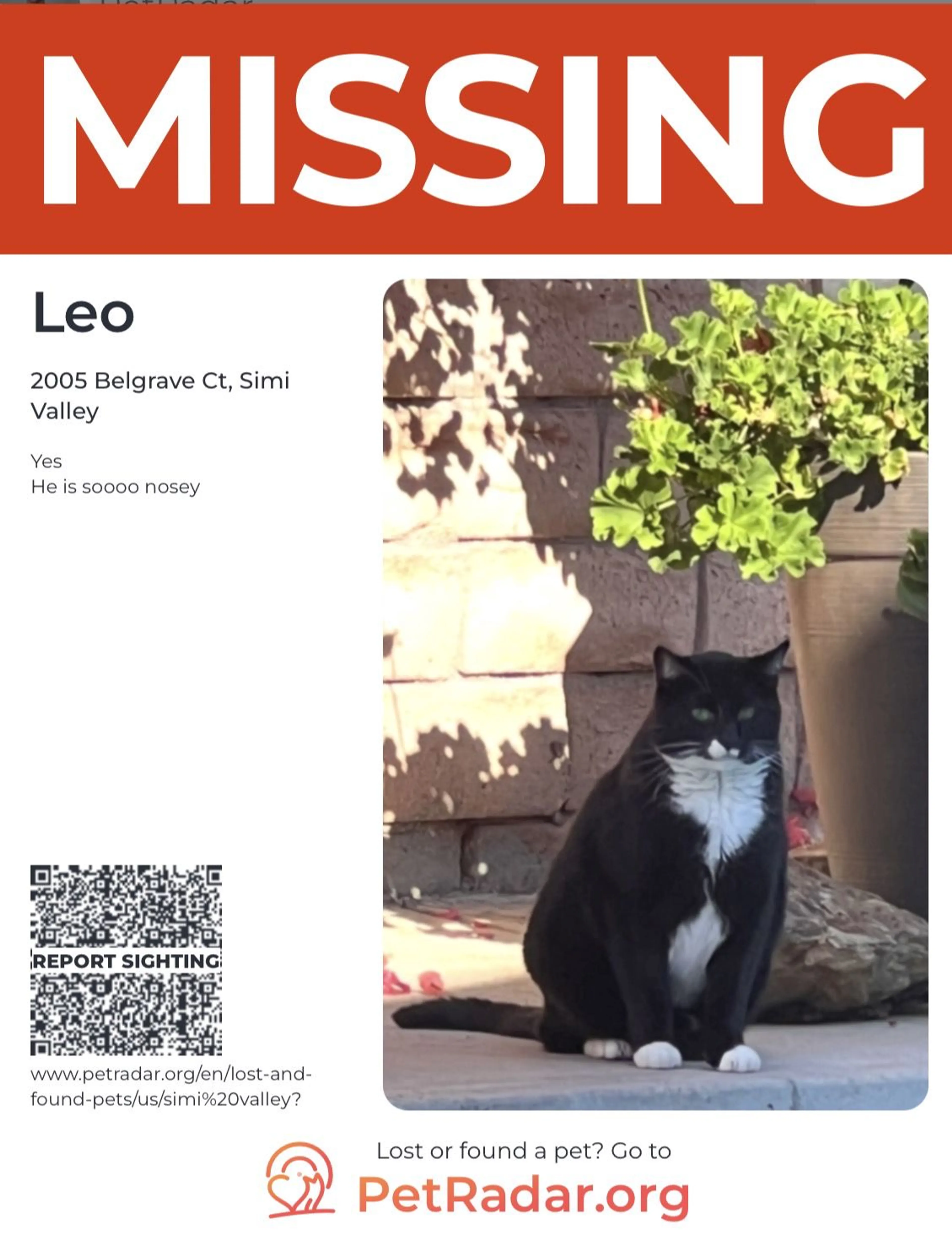 Lost pet