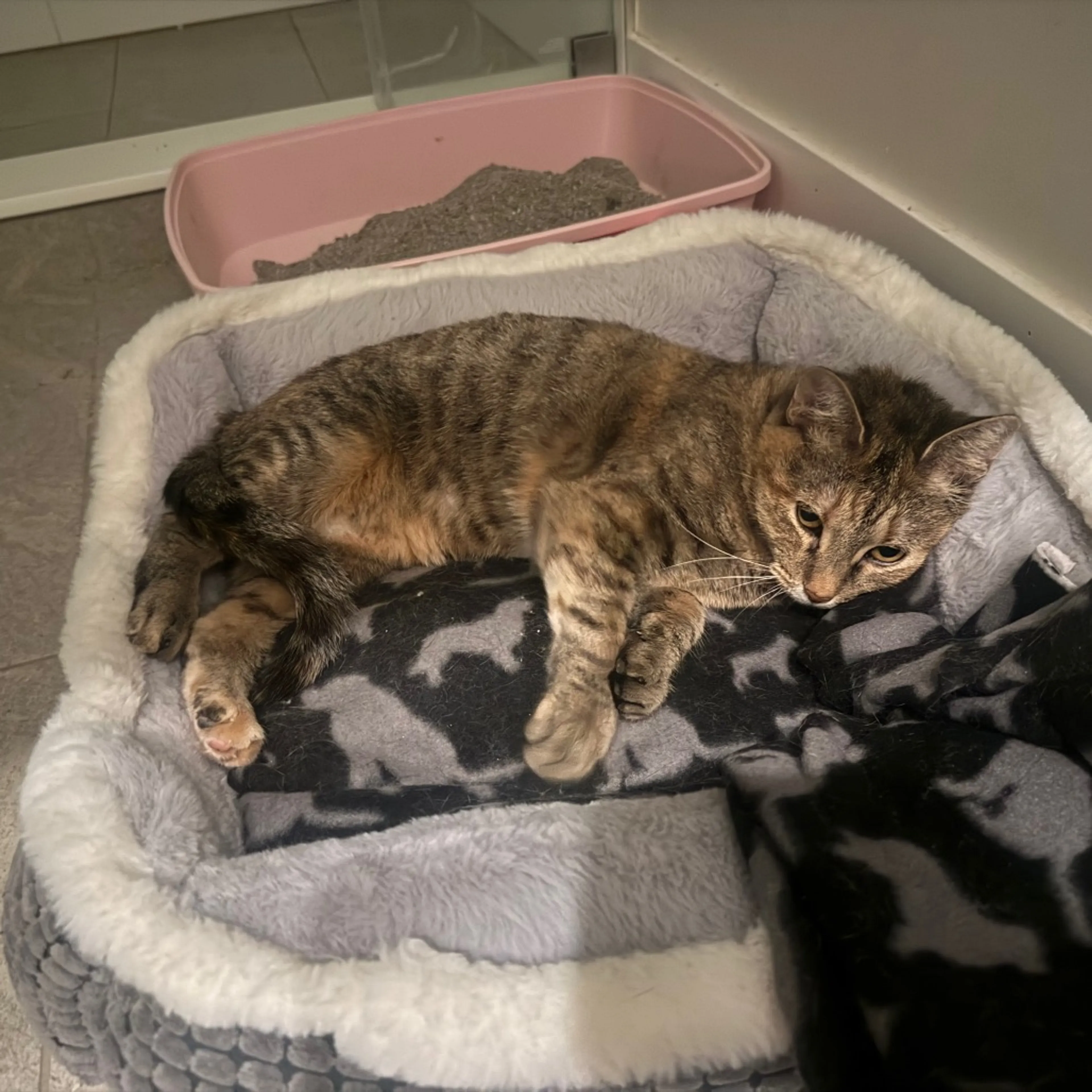 Found pet-7