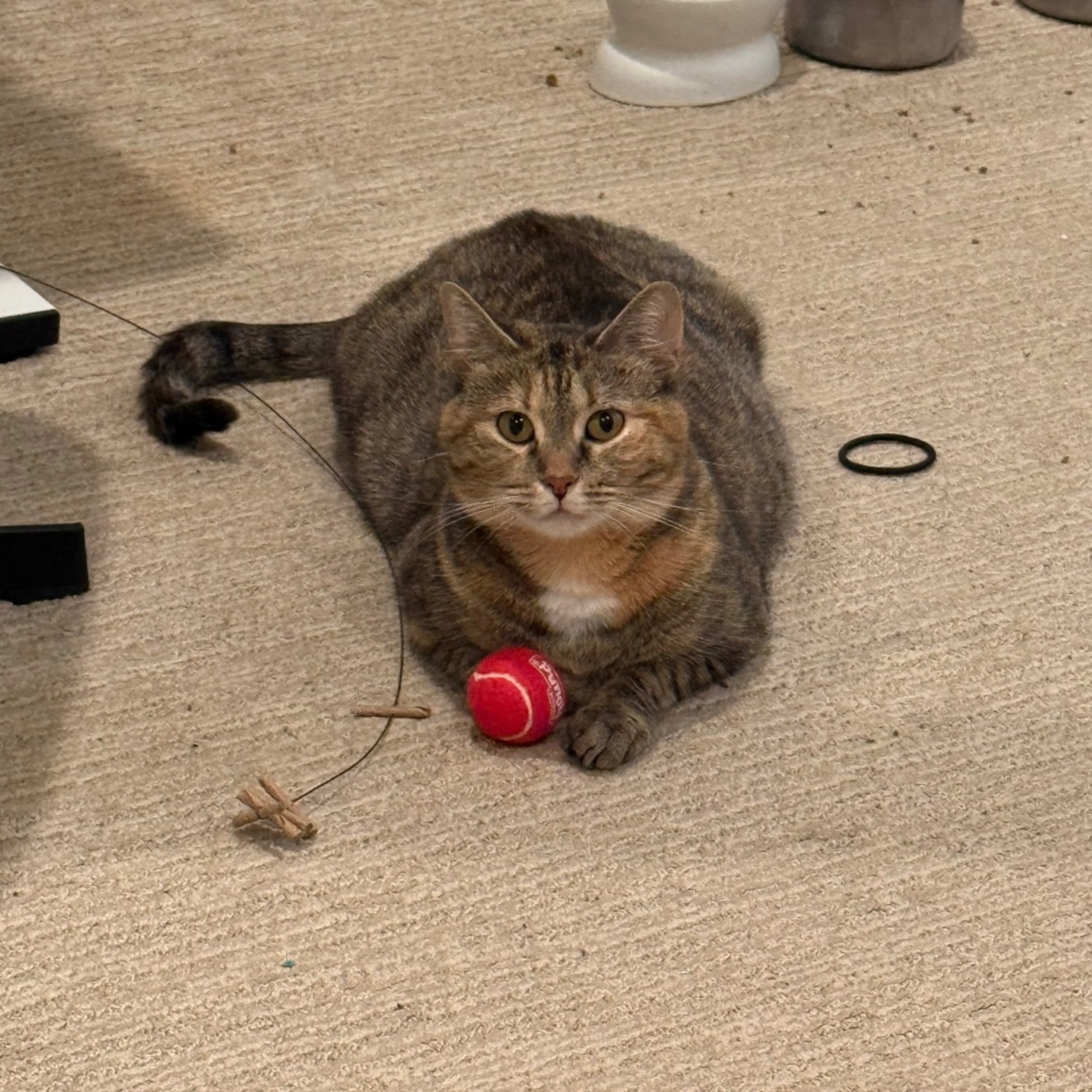 Found pet-1