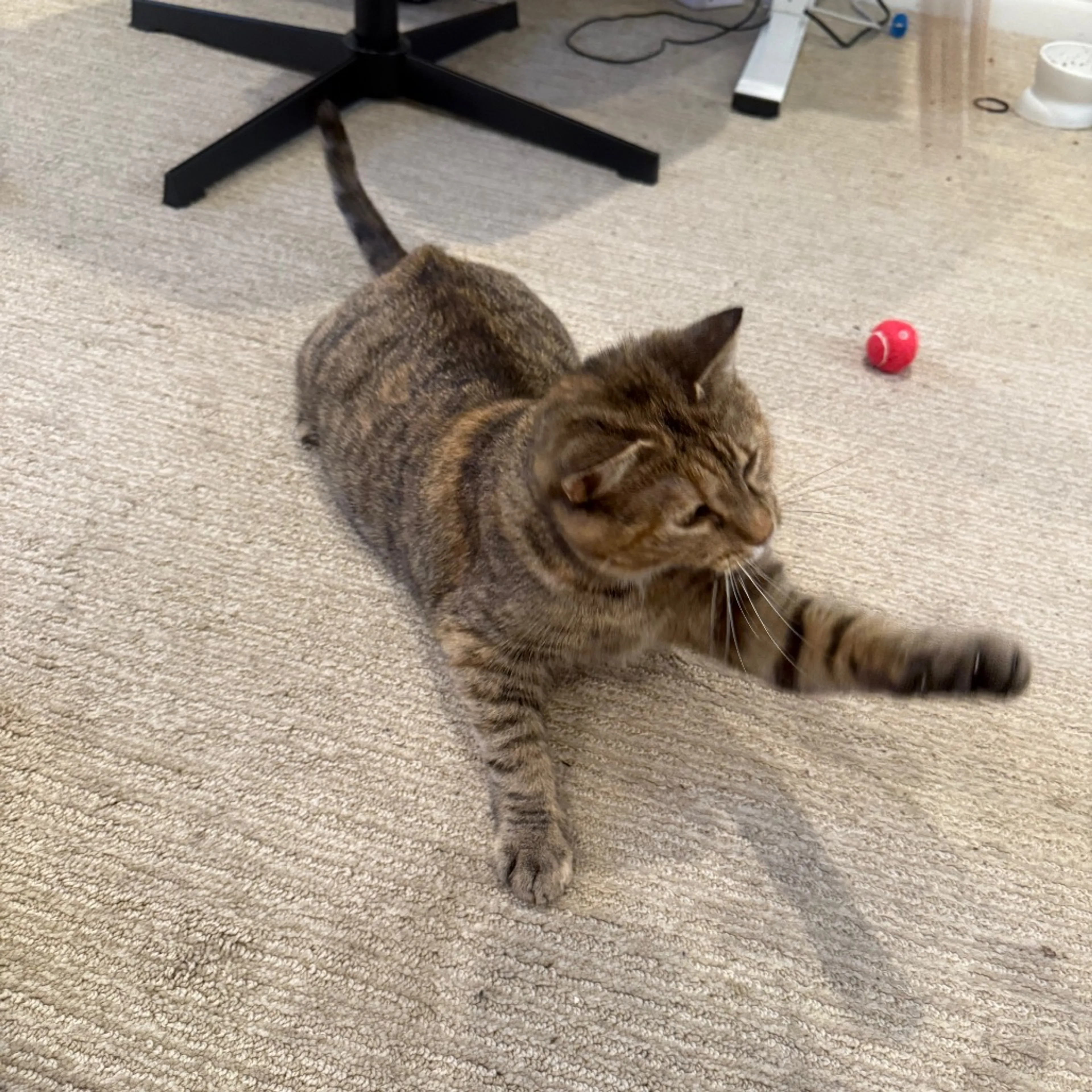 Found pet-3