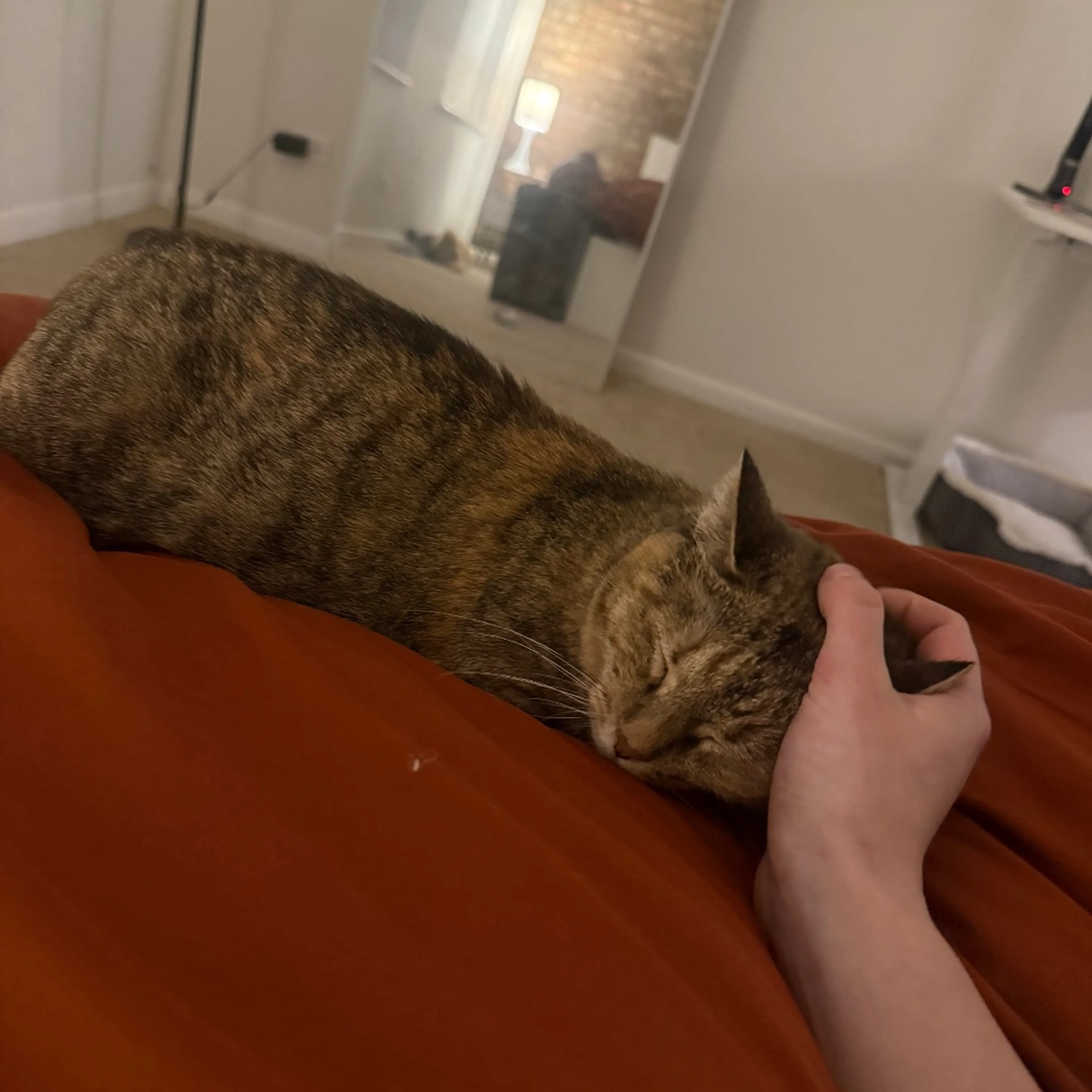 Found pet-5