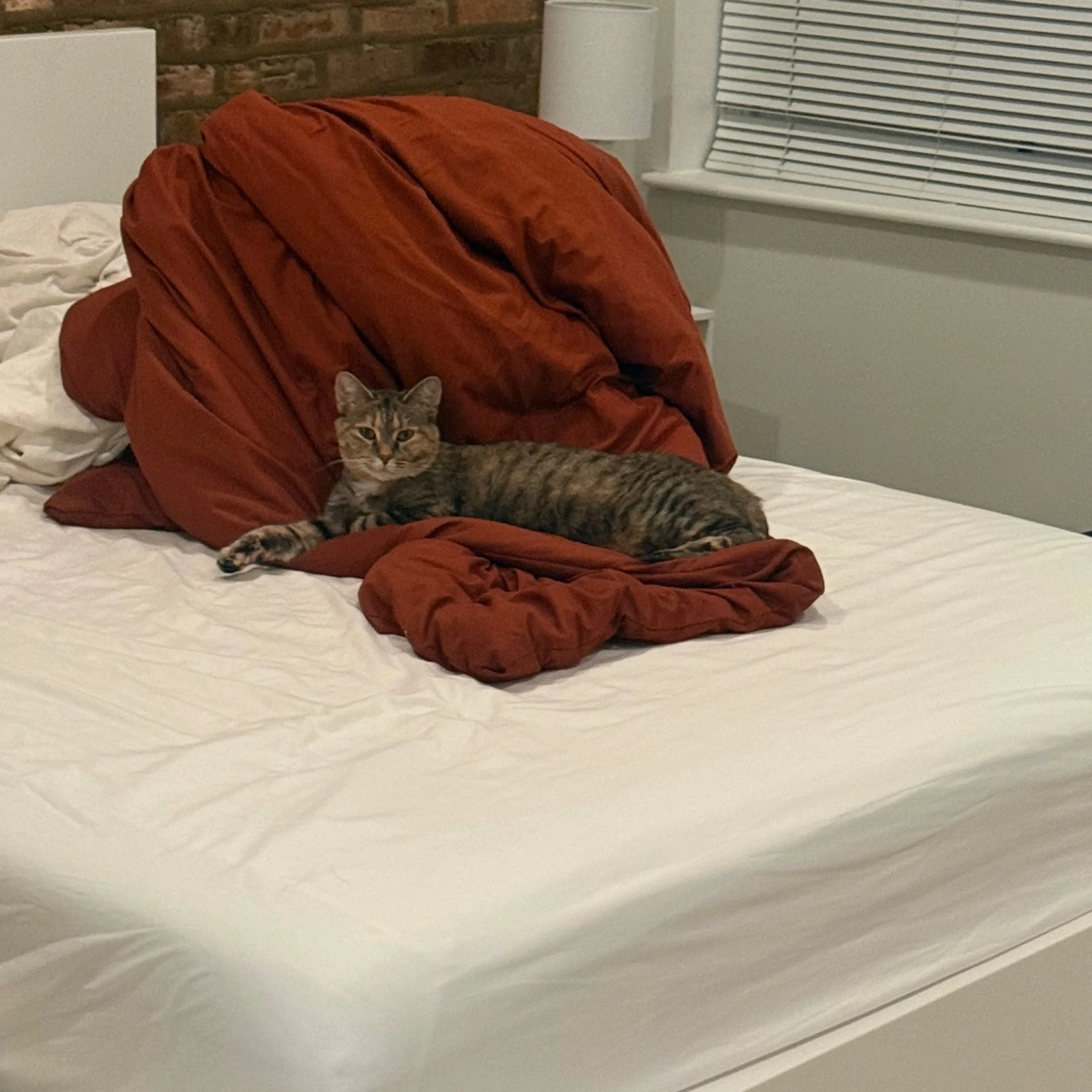 Found pet-9