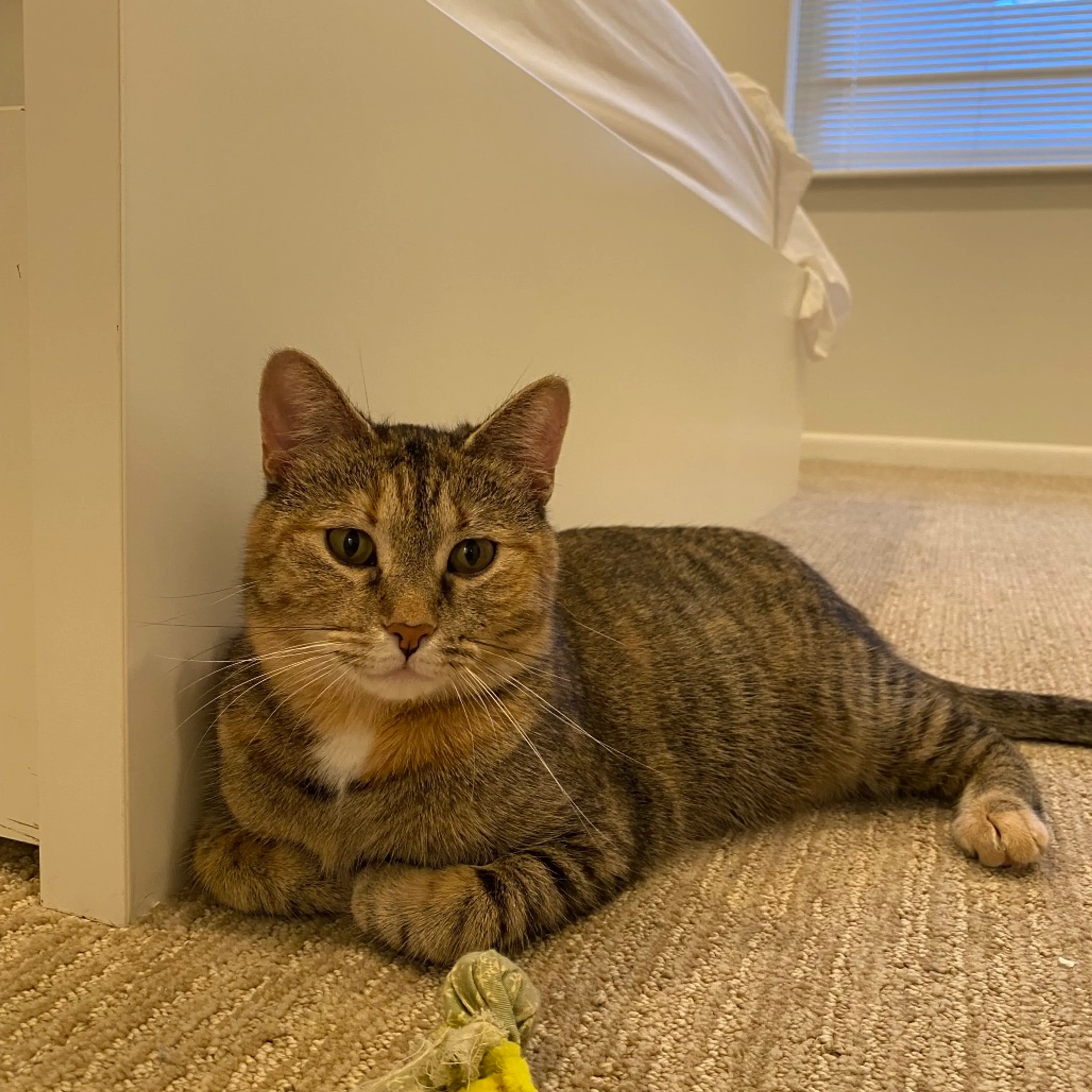 Found pet-6