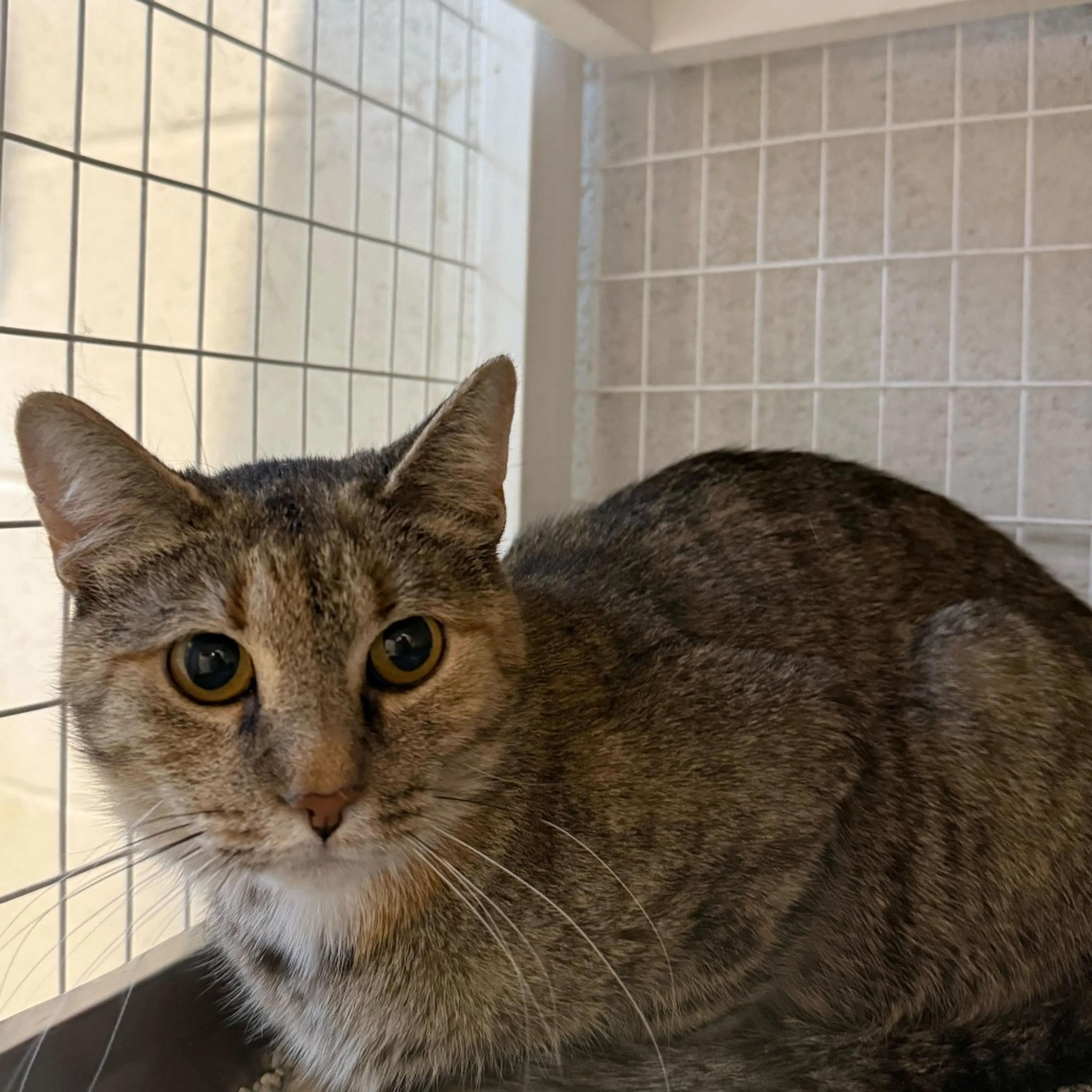 Found pet-8