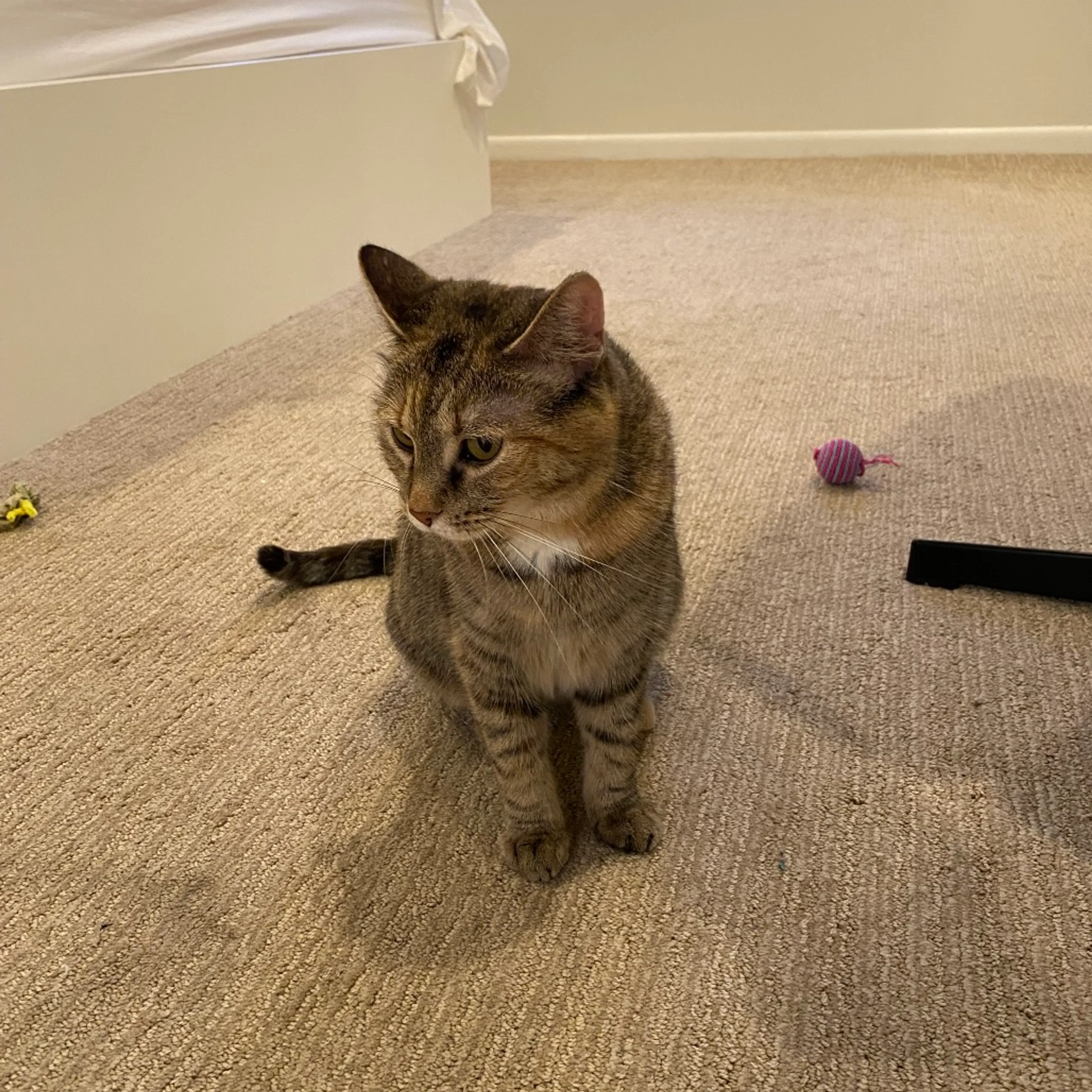 Found pet-10