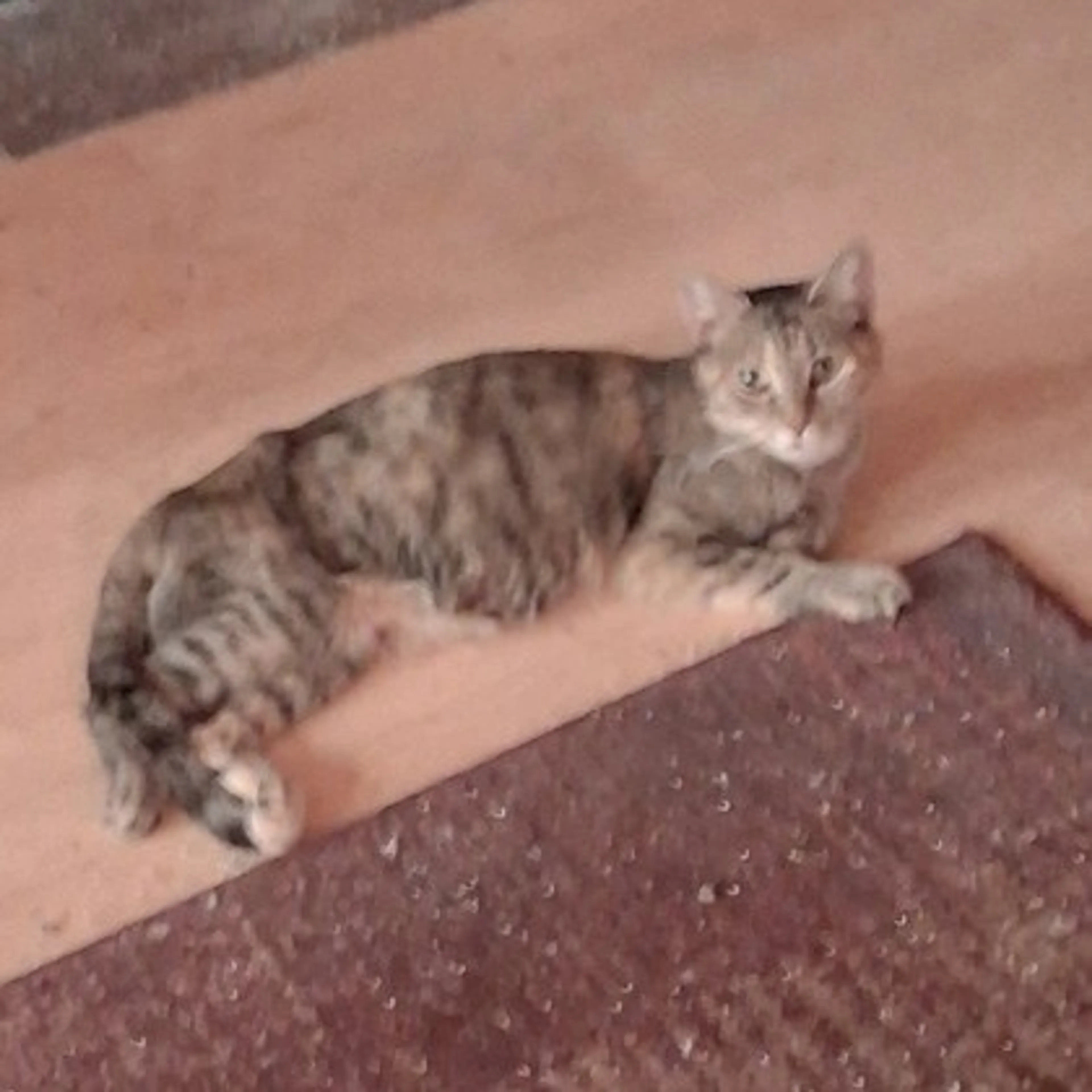 Found pet-4