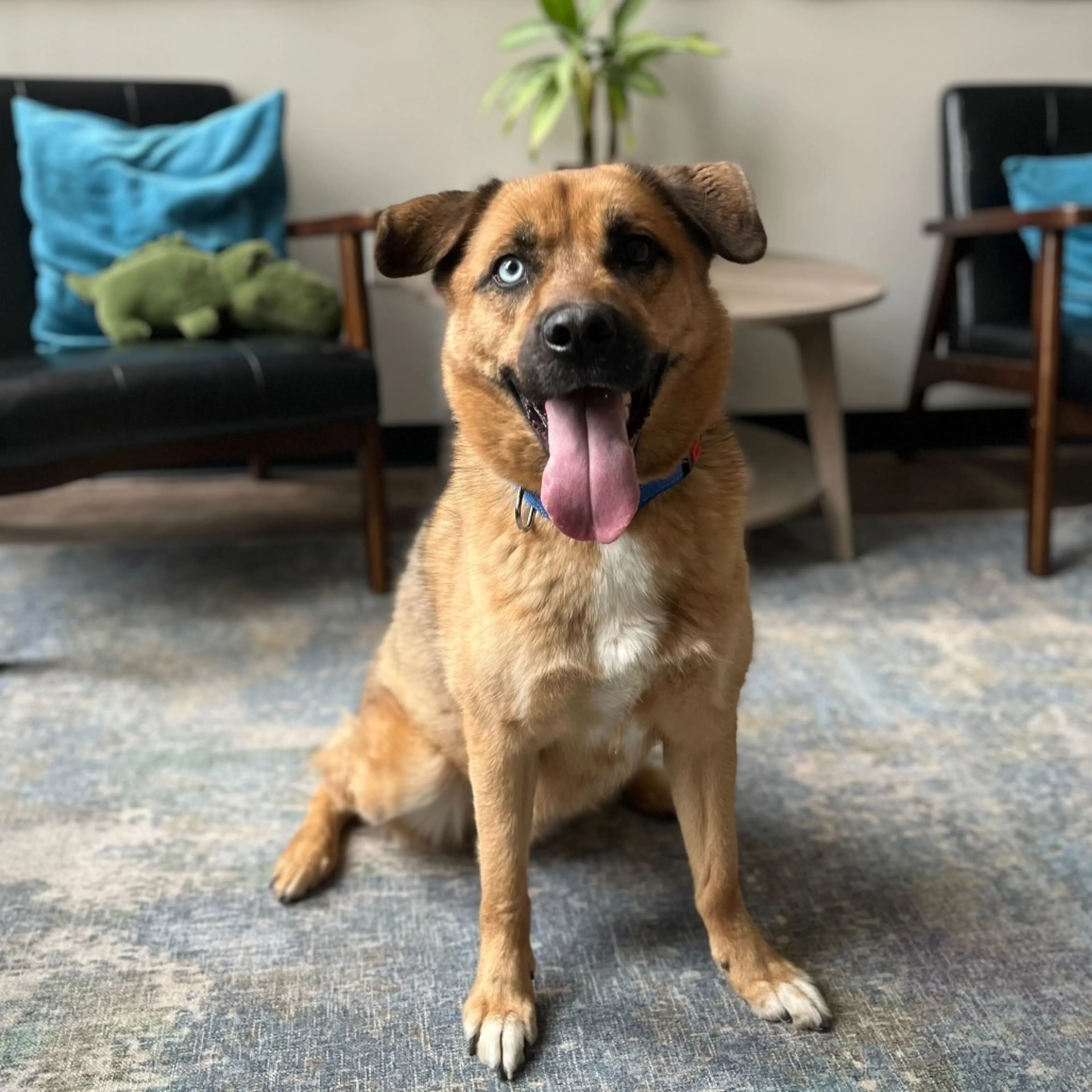Found pet-1