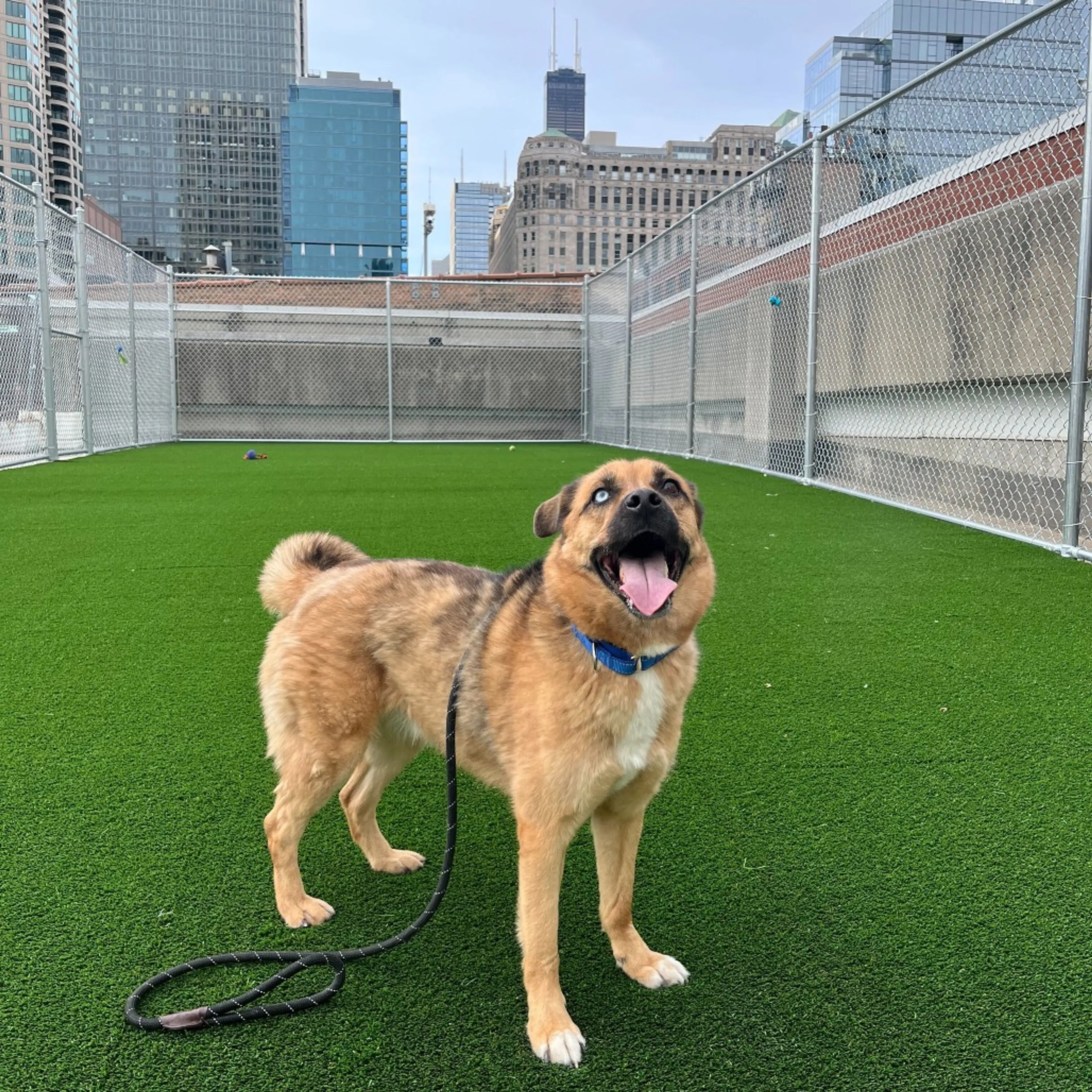 Found pet-2