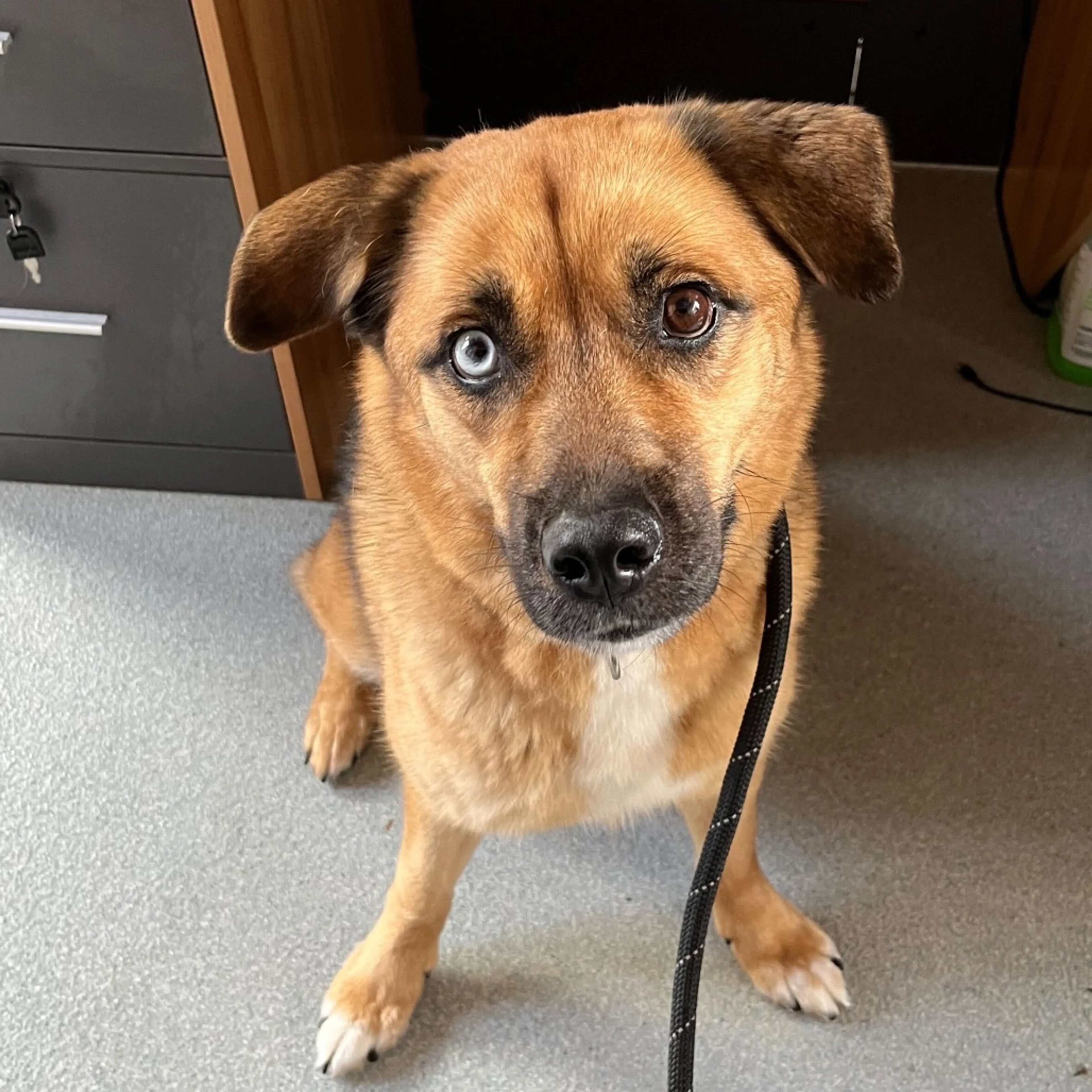 Found pet-19