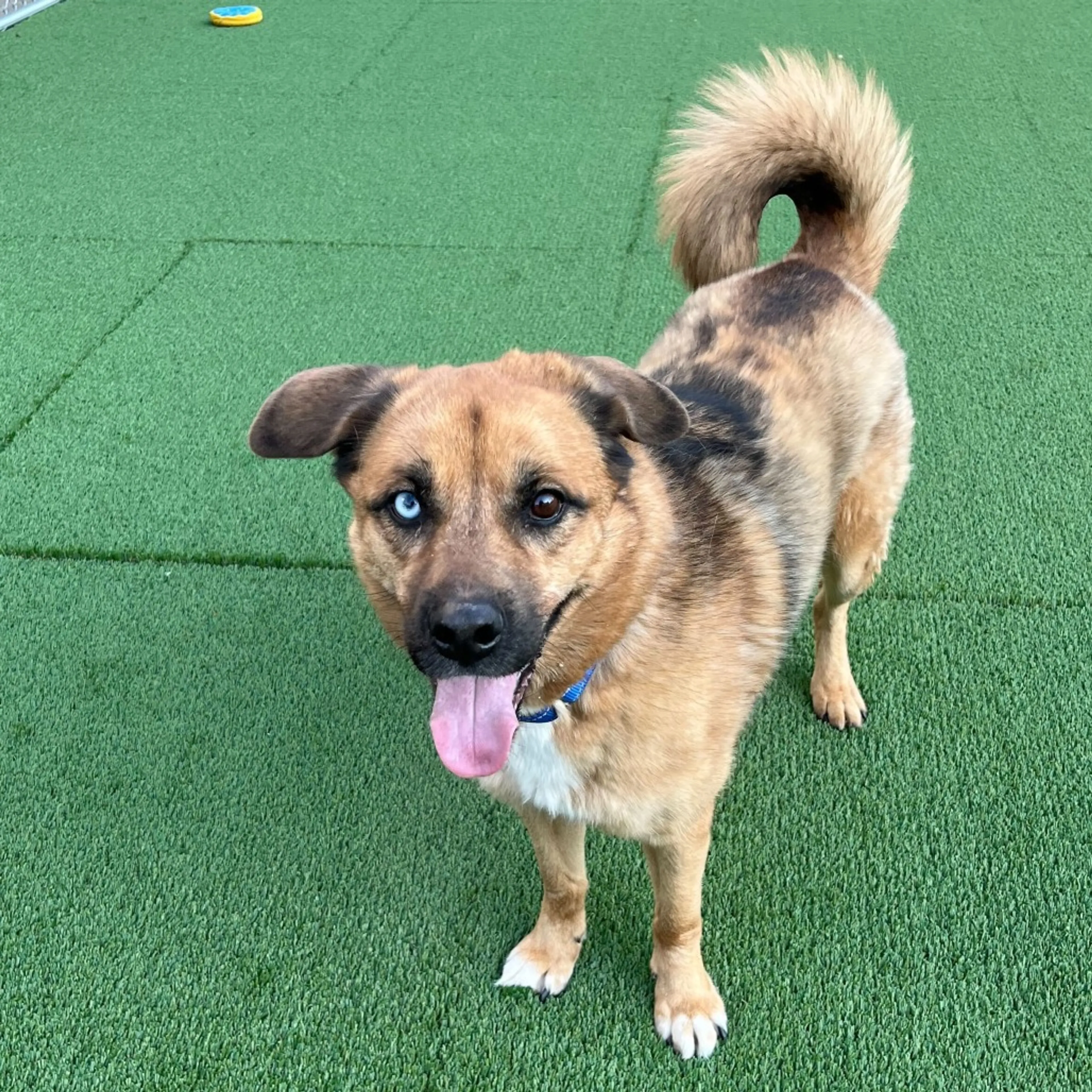 Found pet-3