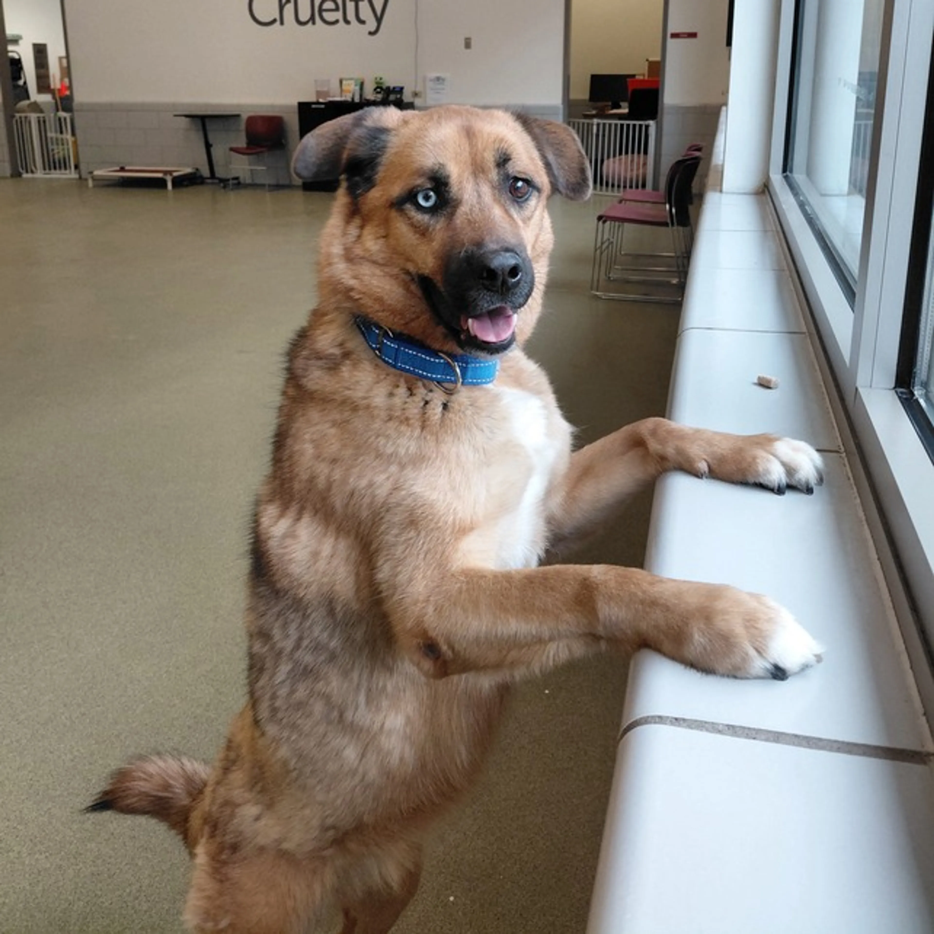 Found pet-10