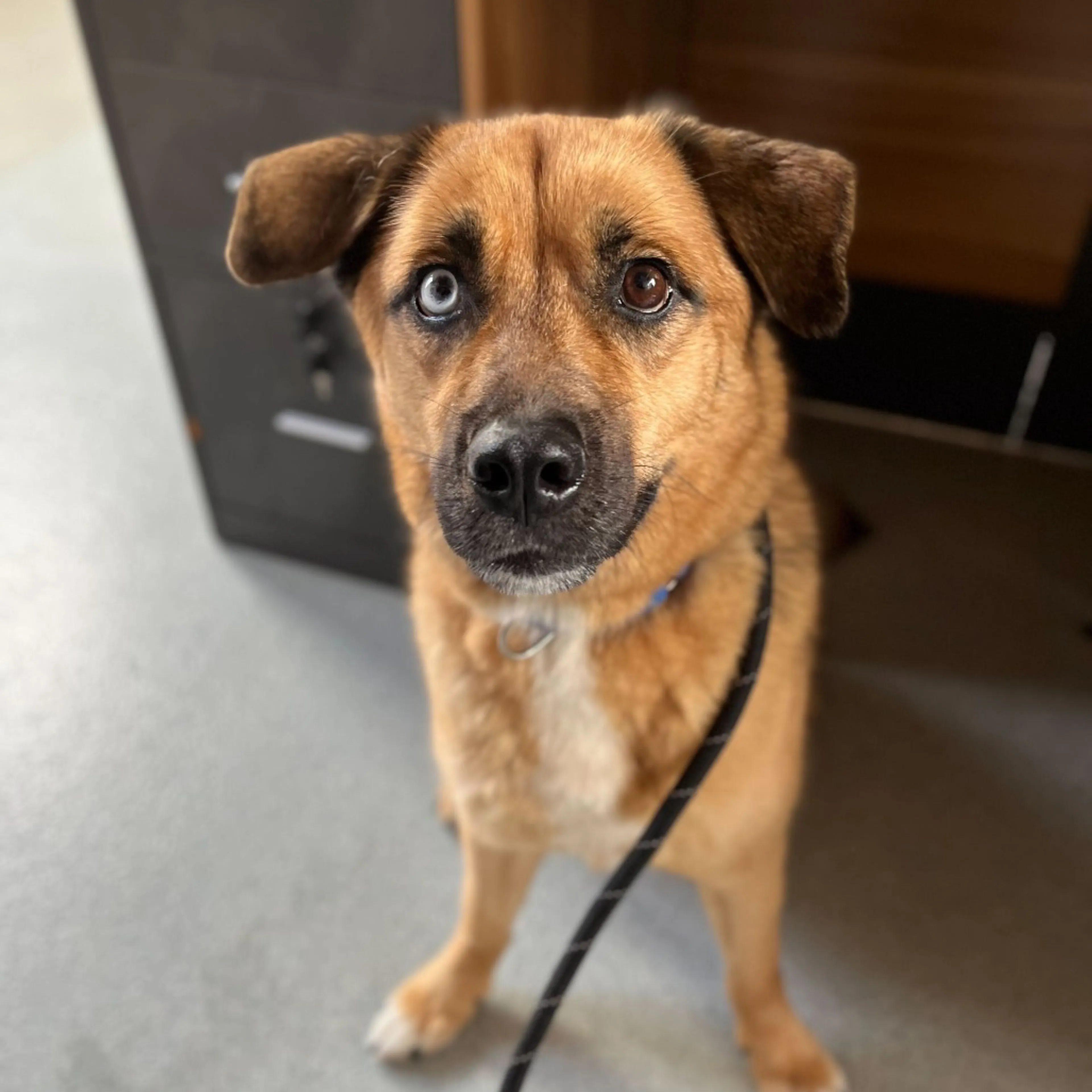 Found pet-20