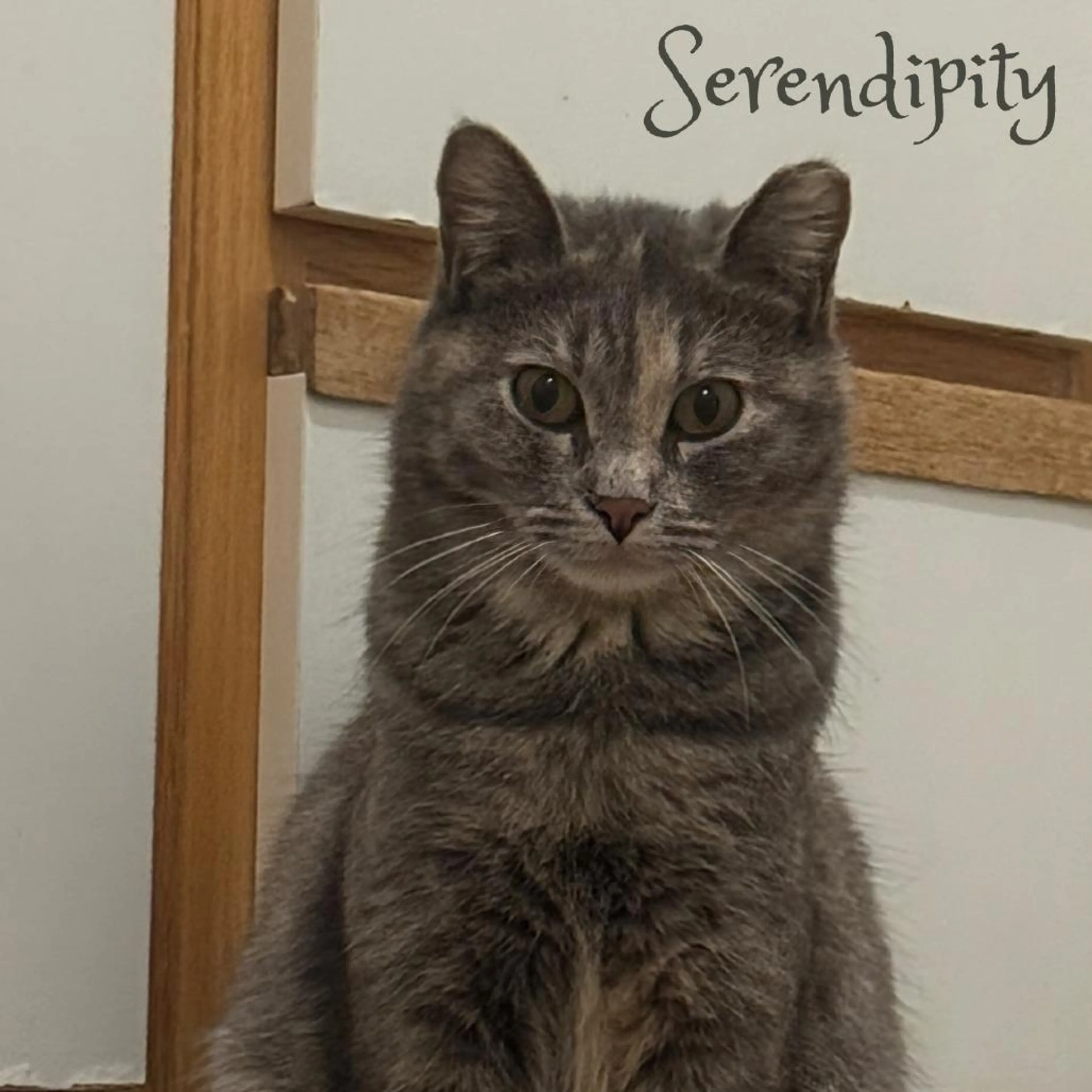 Found pet-2