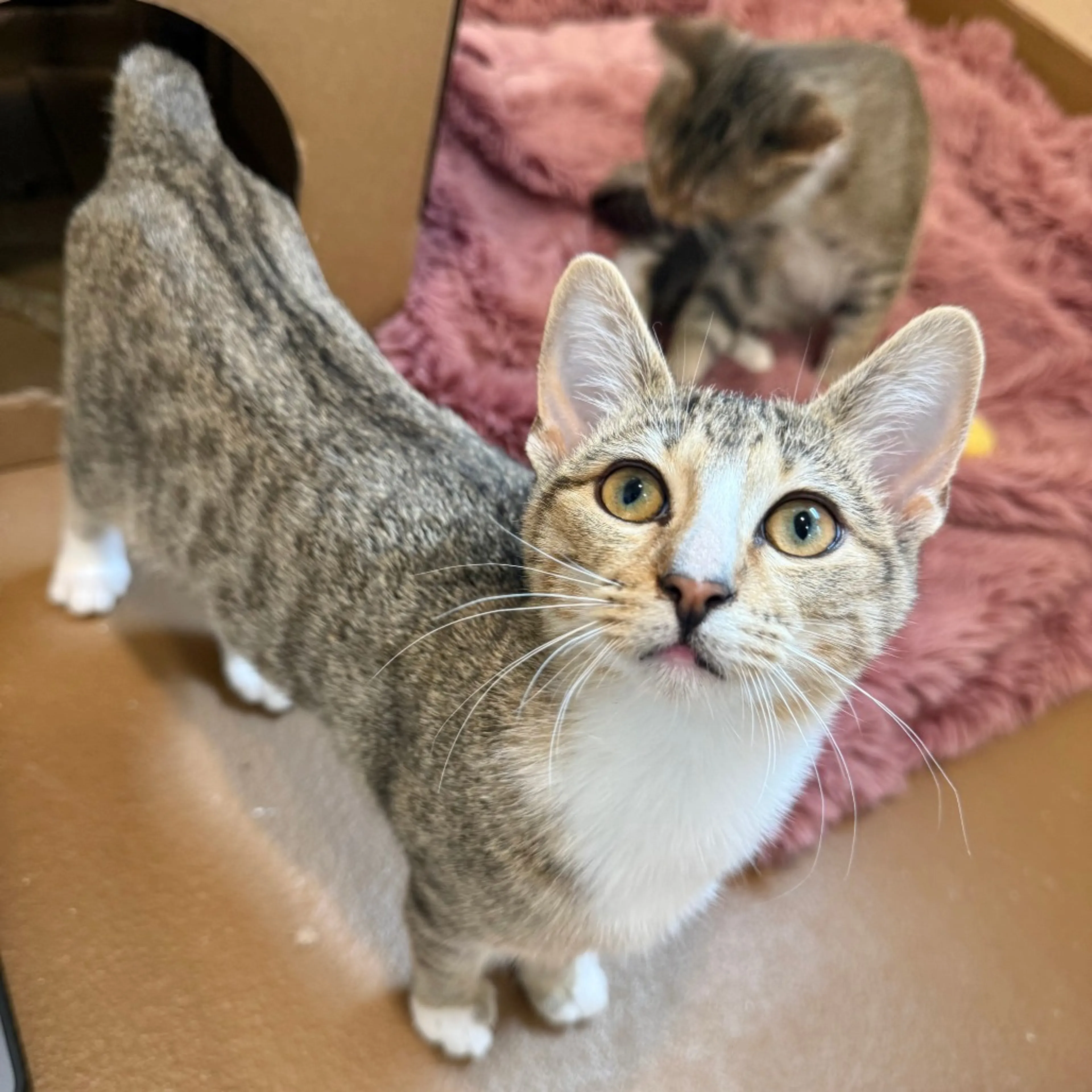 Found pet-3