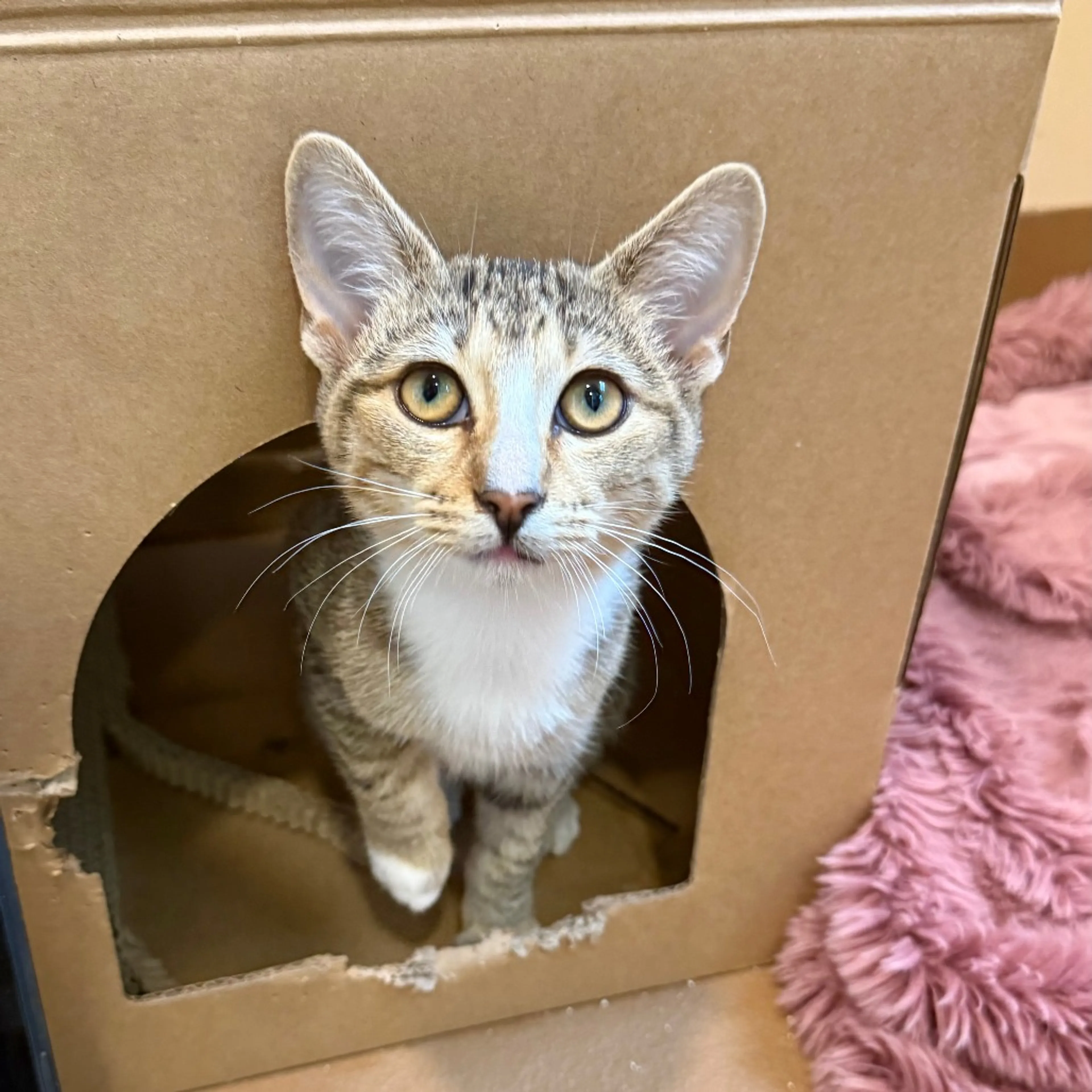 Found pet-2