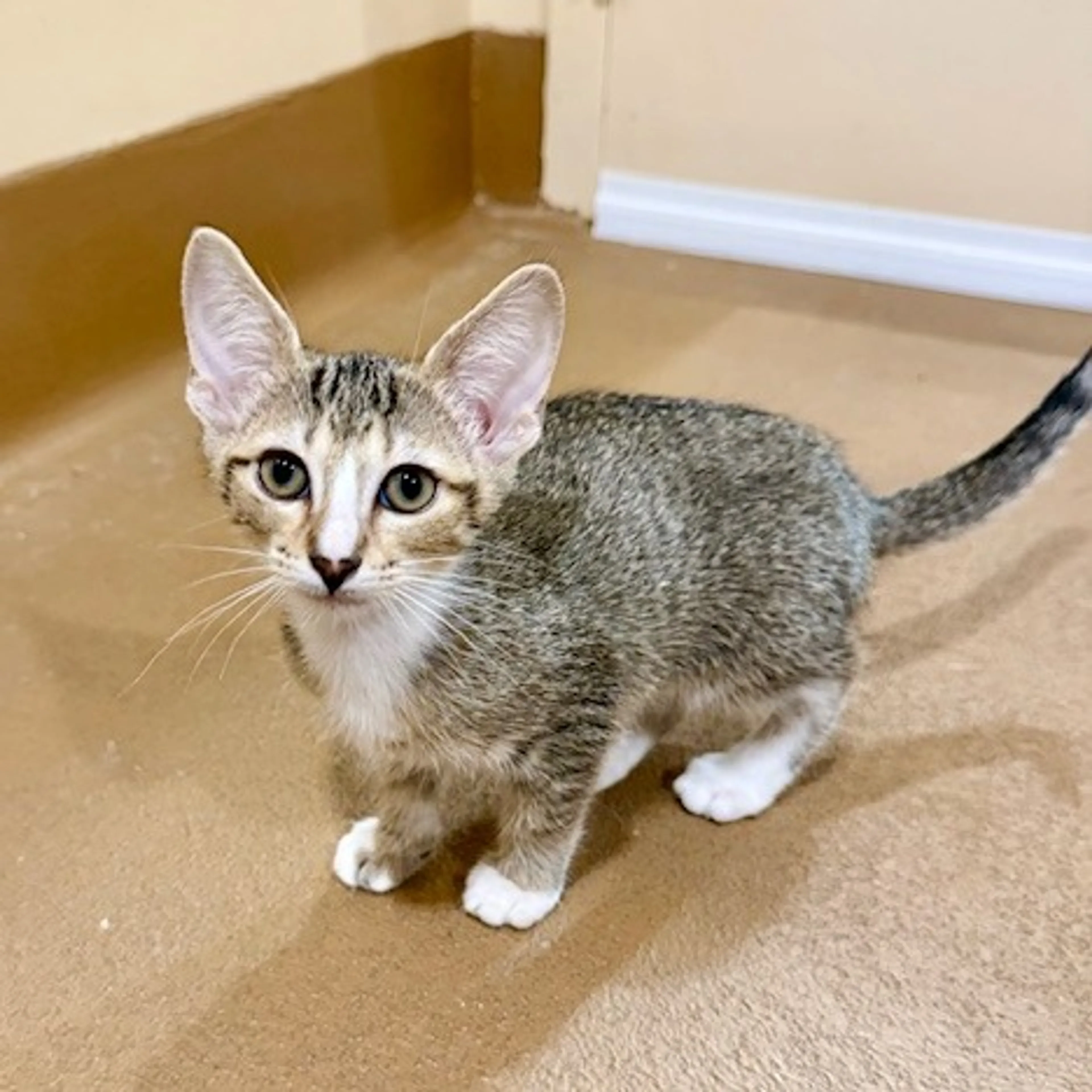 Found pet-1