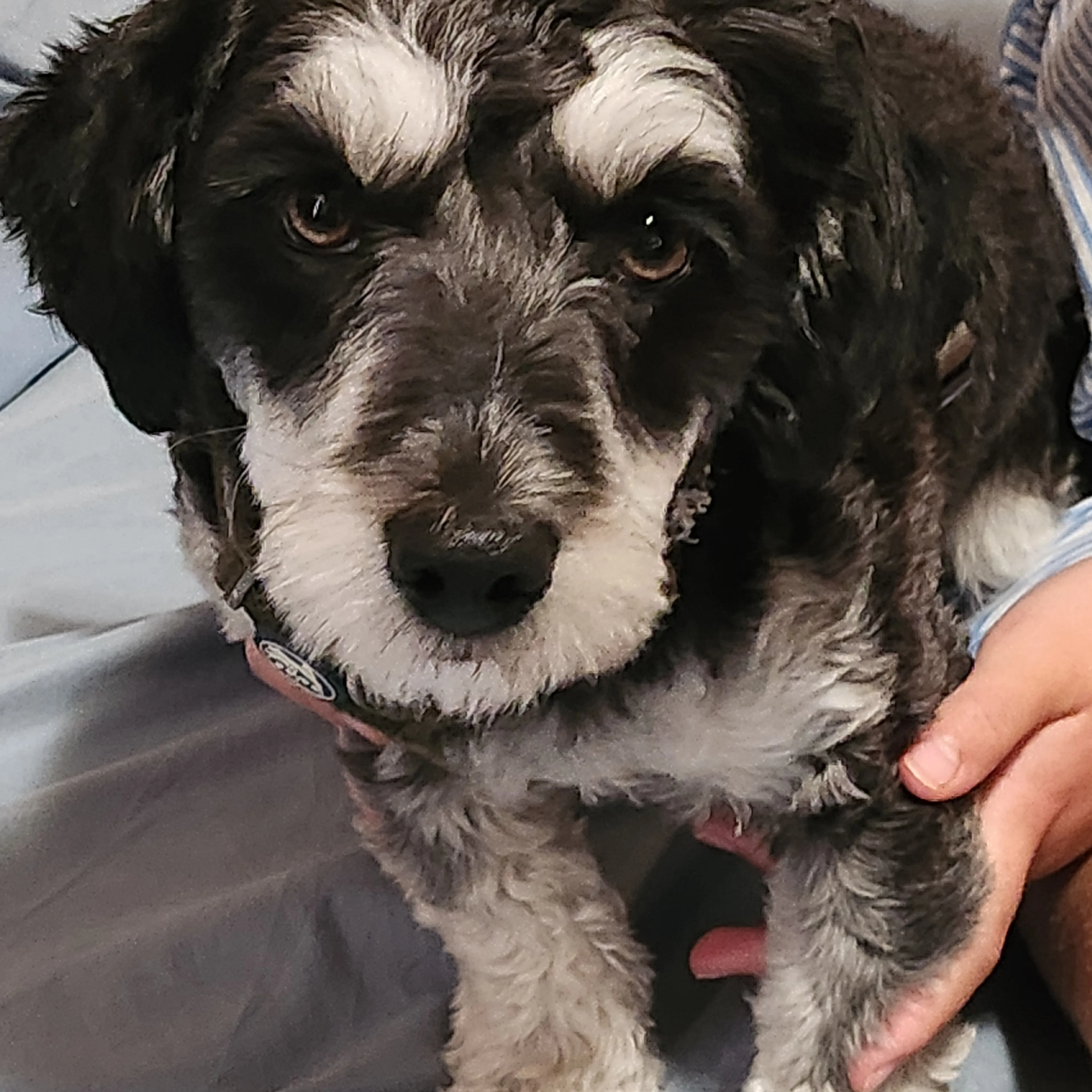 Lost pet-3