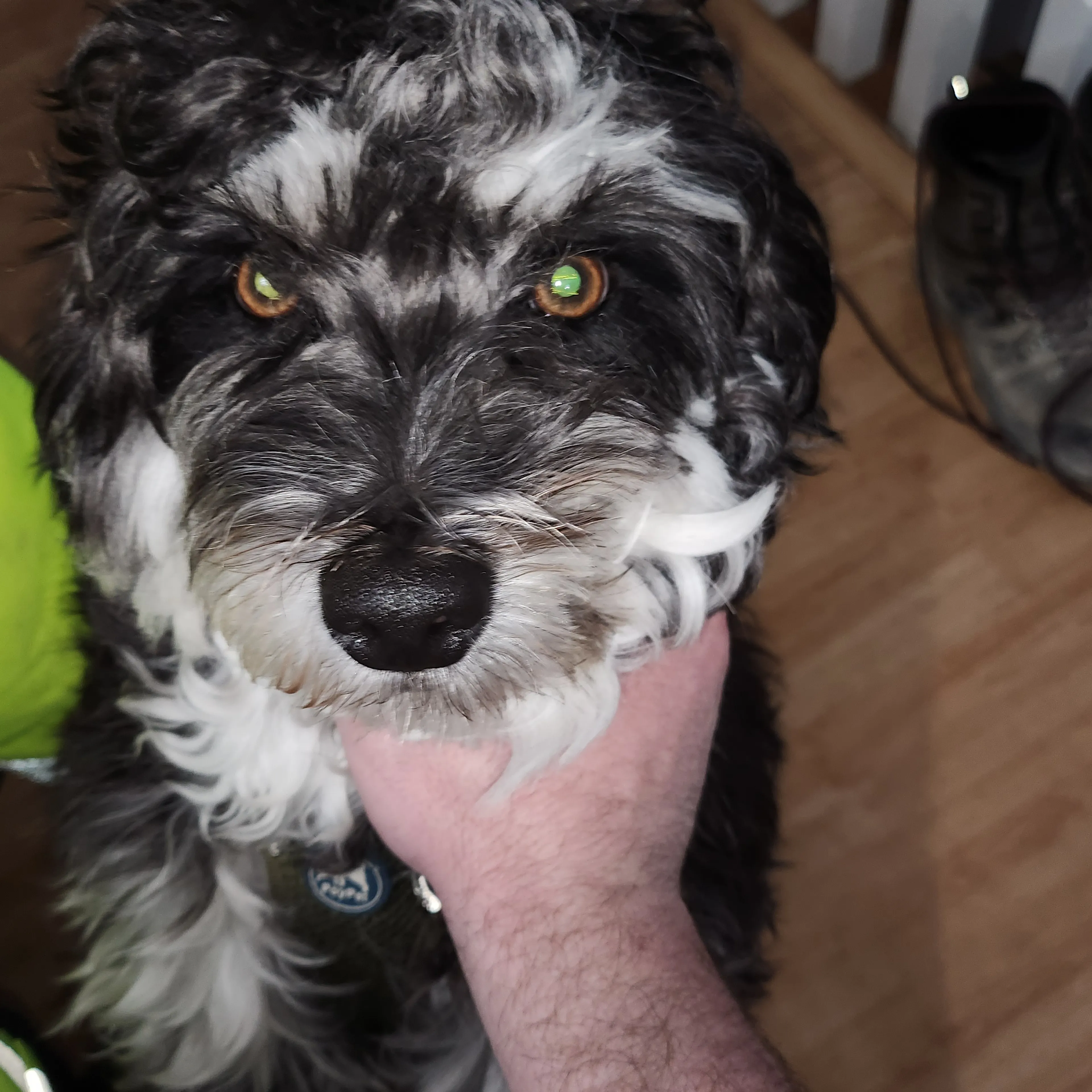 Lost pet-2