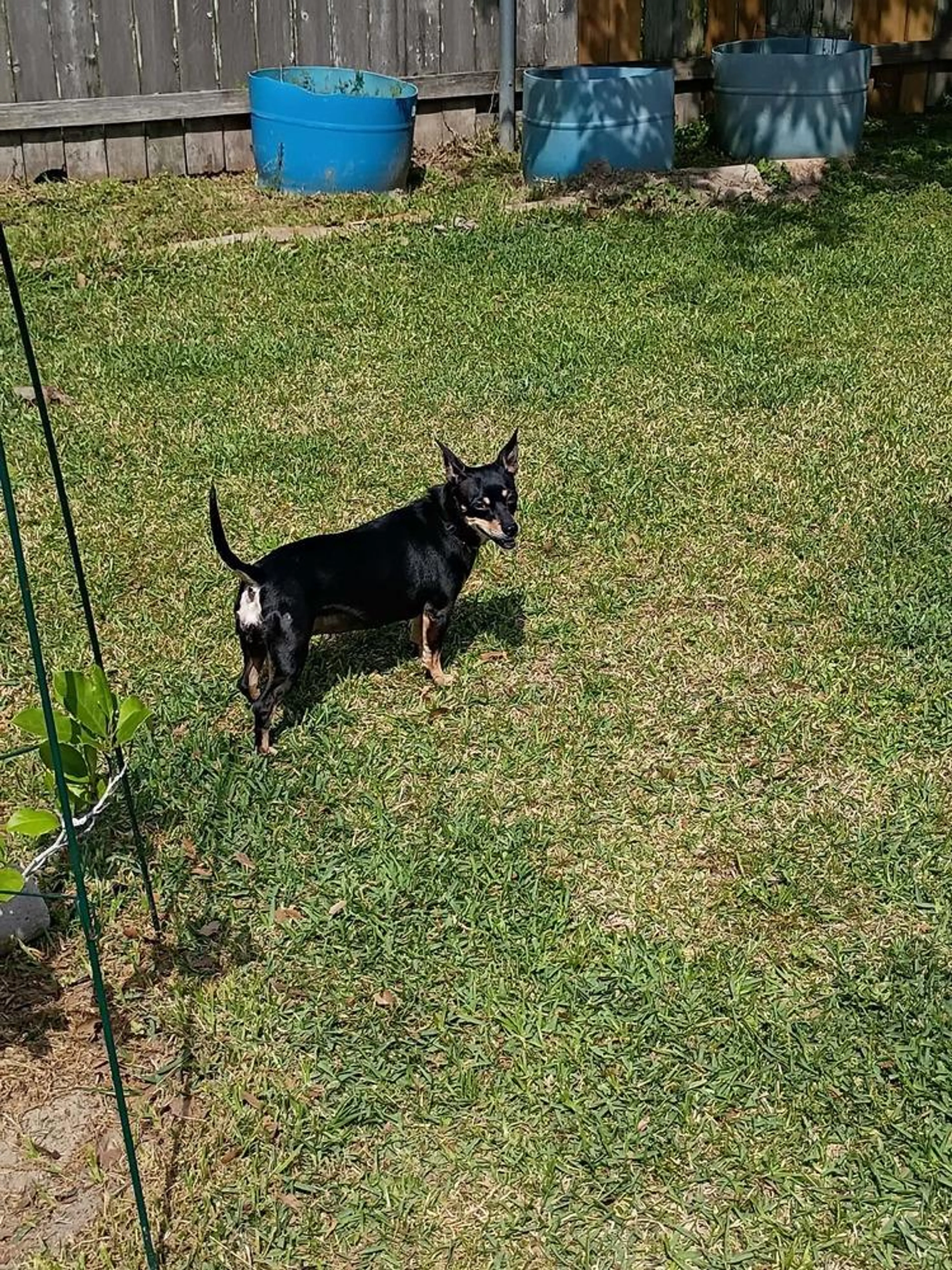 Found pet-4