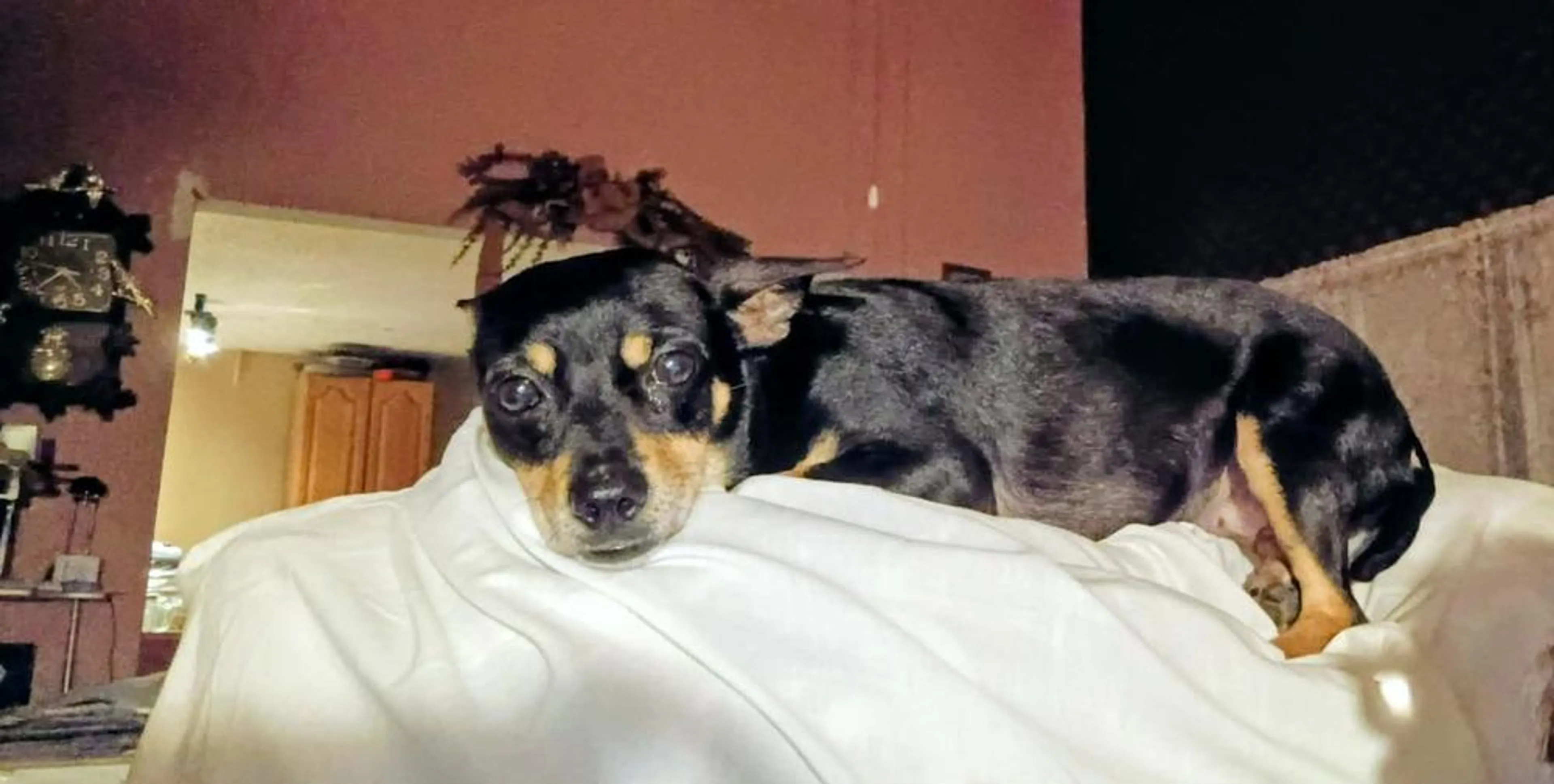 Found pet-2