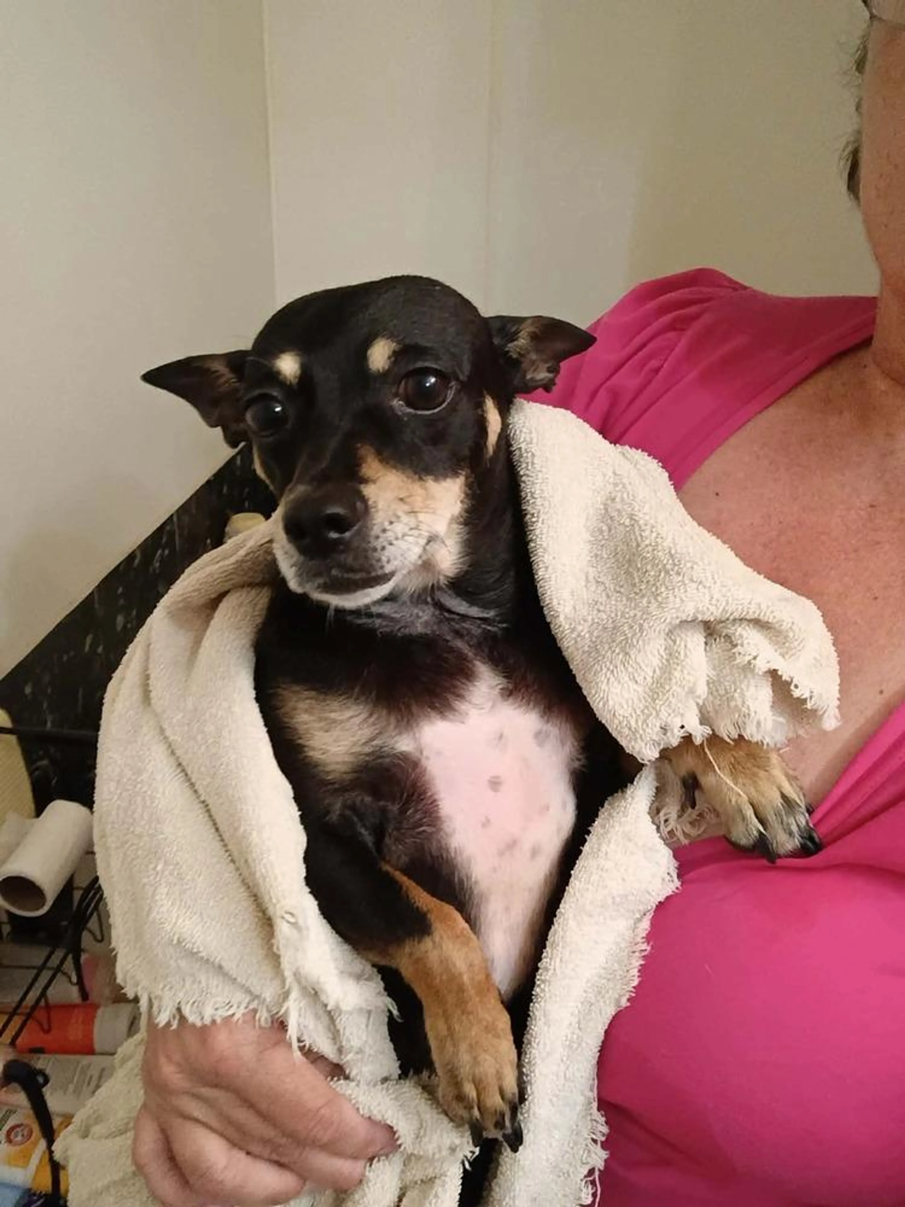 Found pet-3