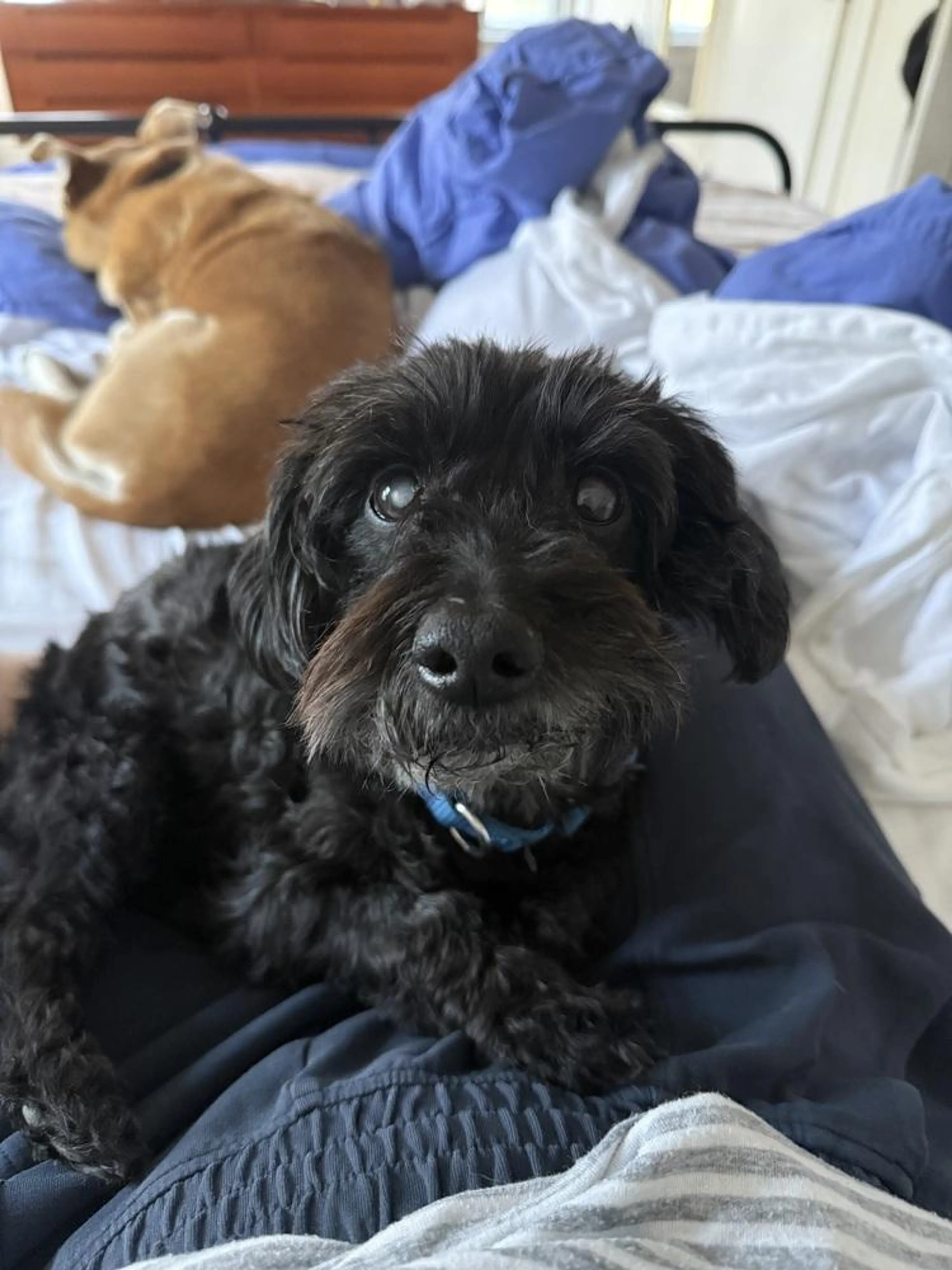 Found pet-3