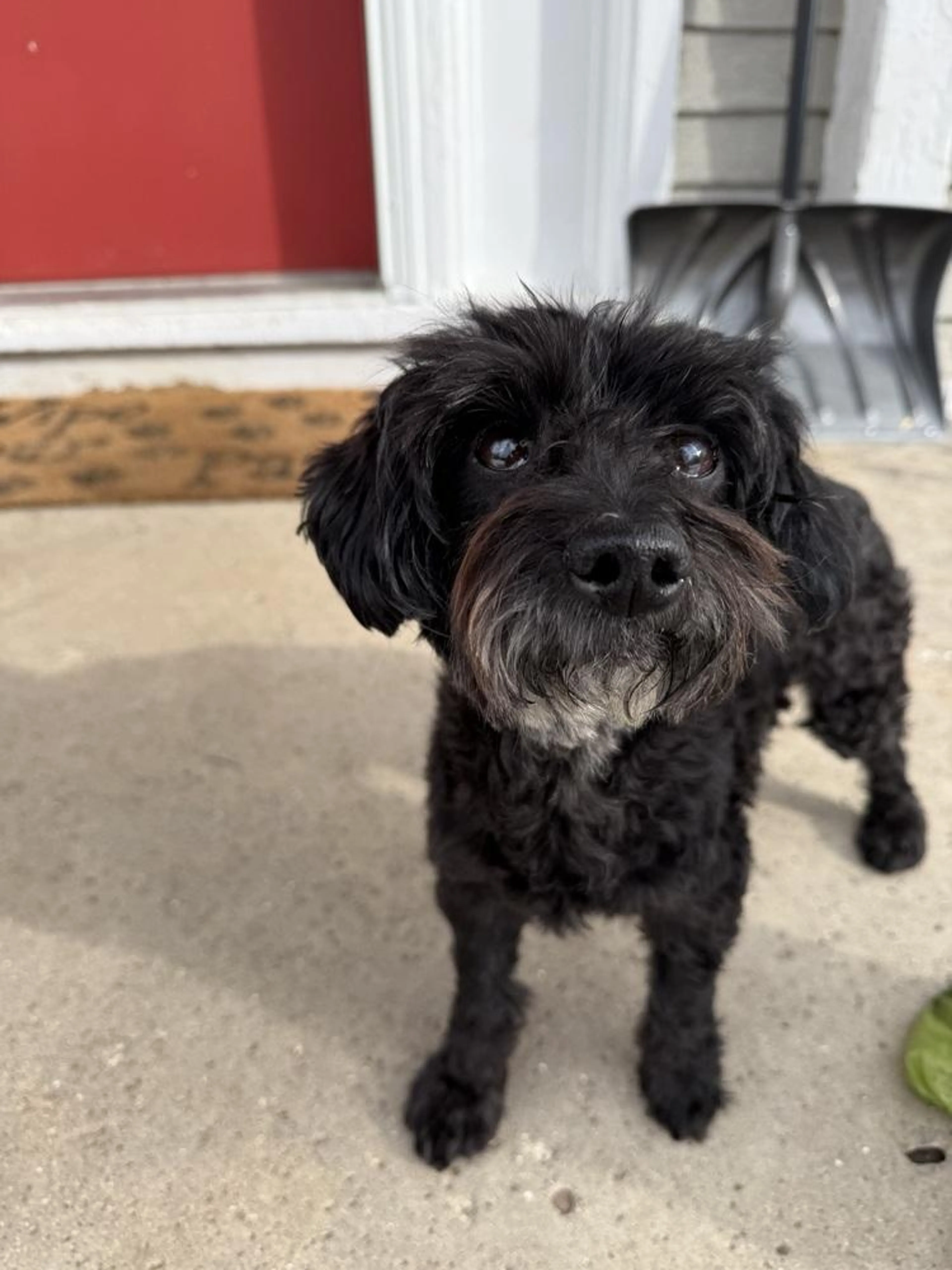 Found pet-2