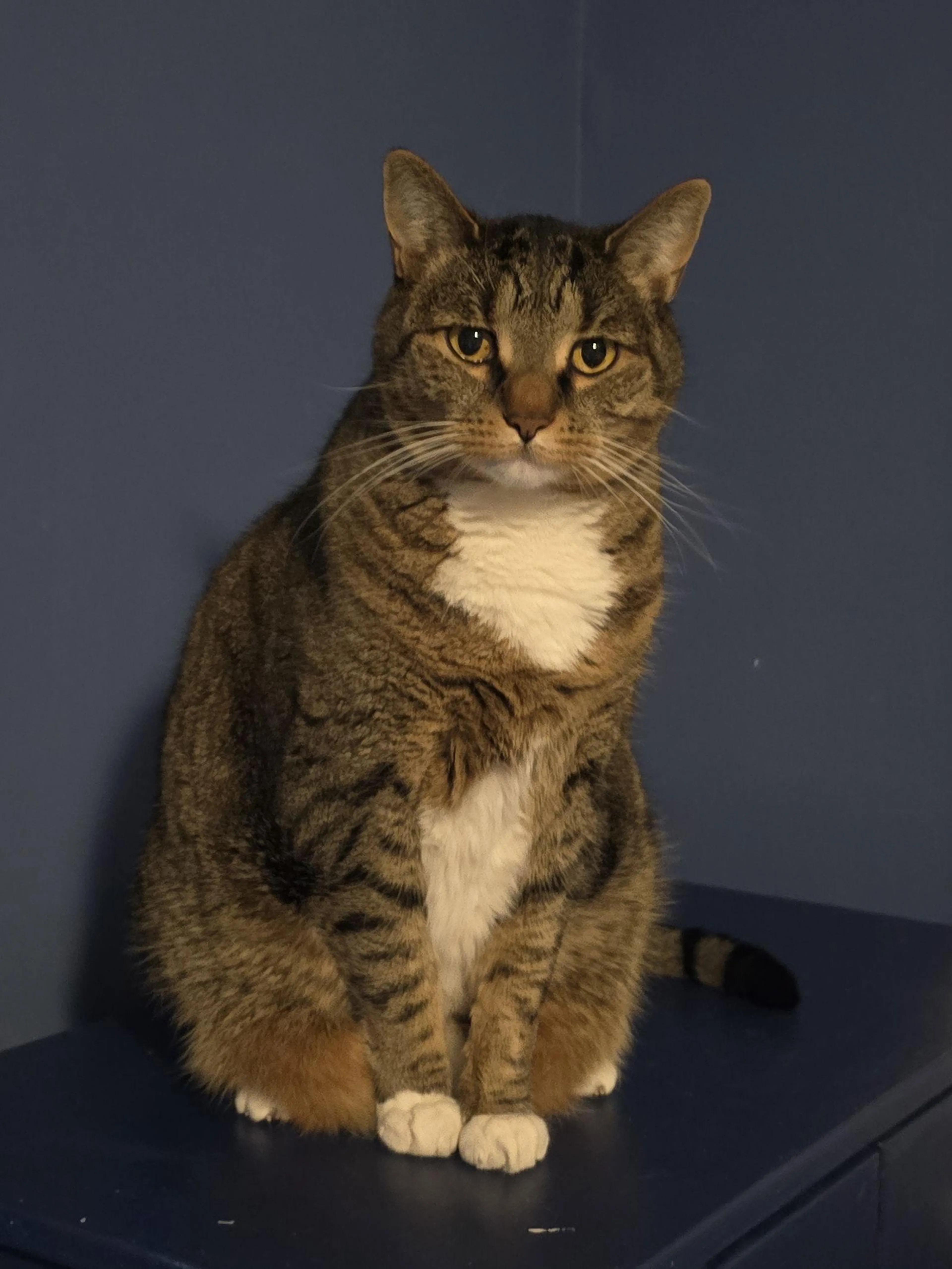 Found pet-2