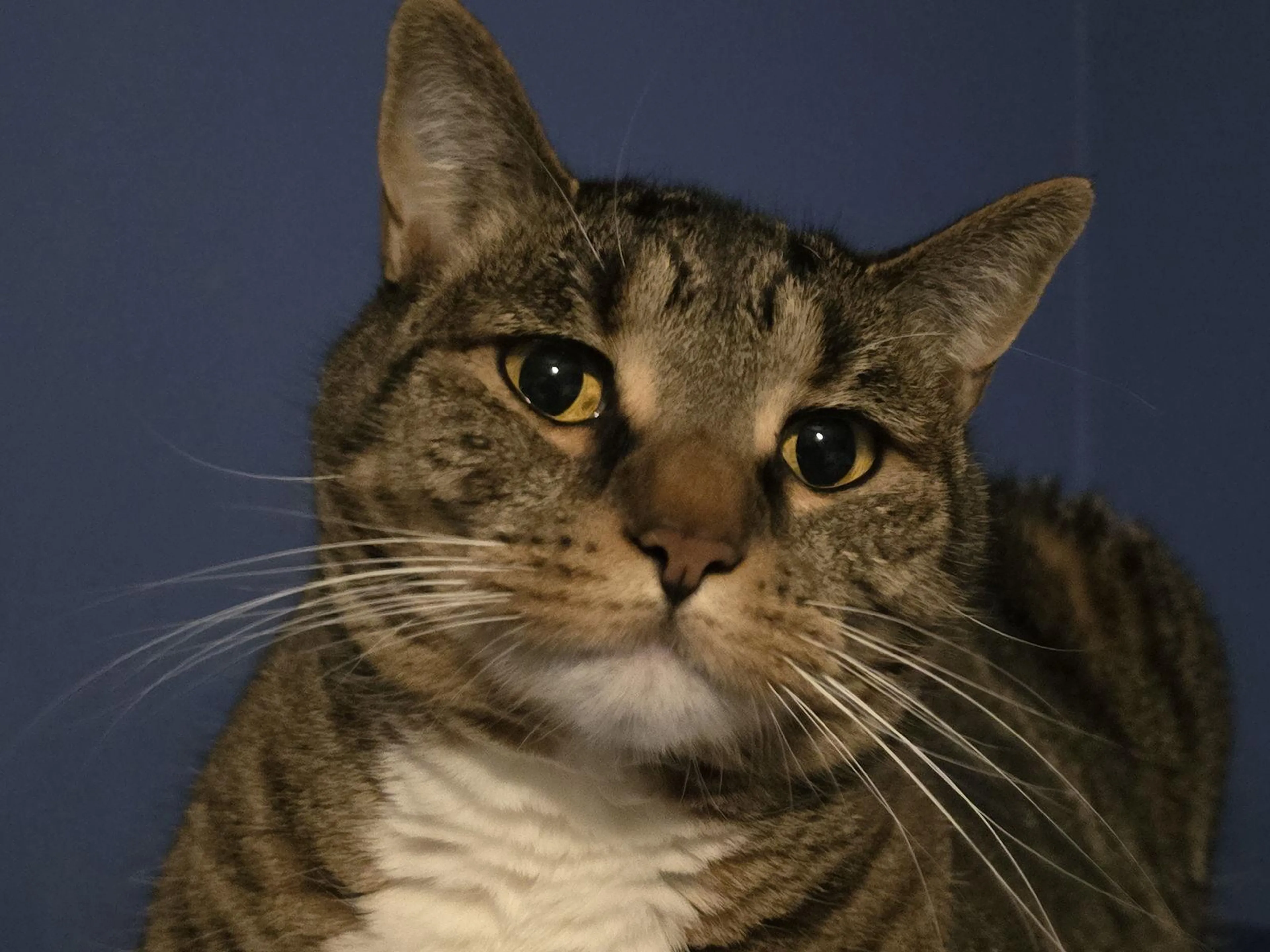 Found pet-1