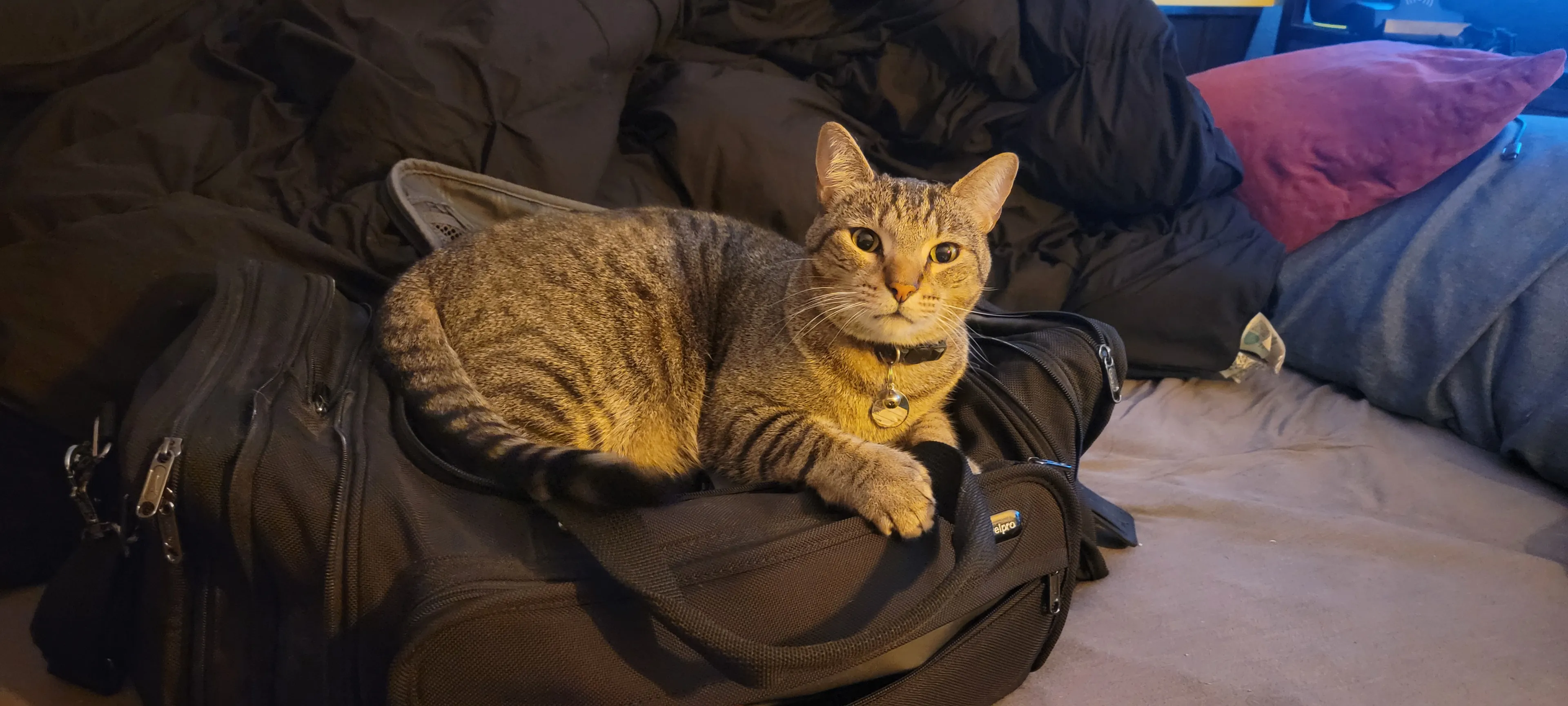 Lost pet