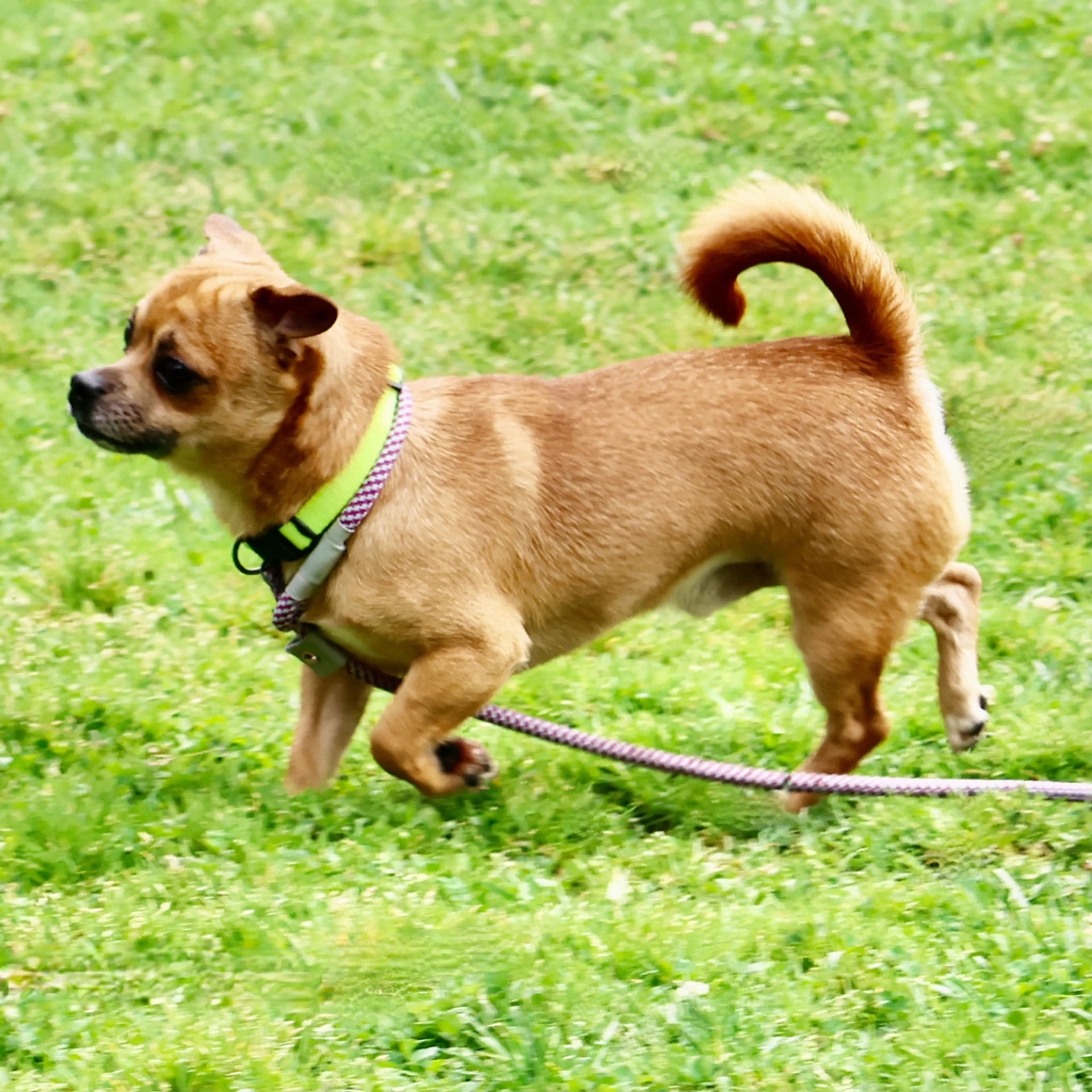 Found pet-5