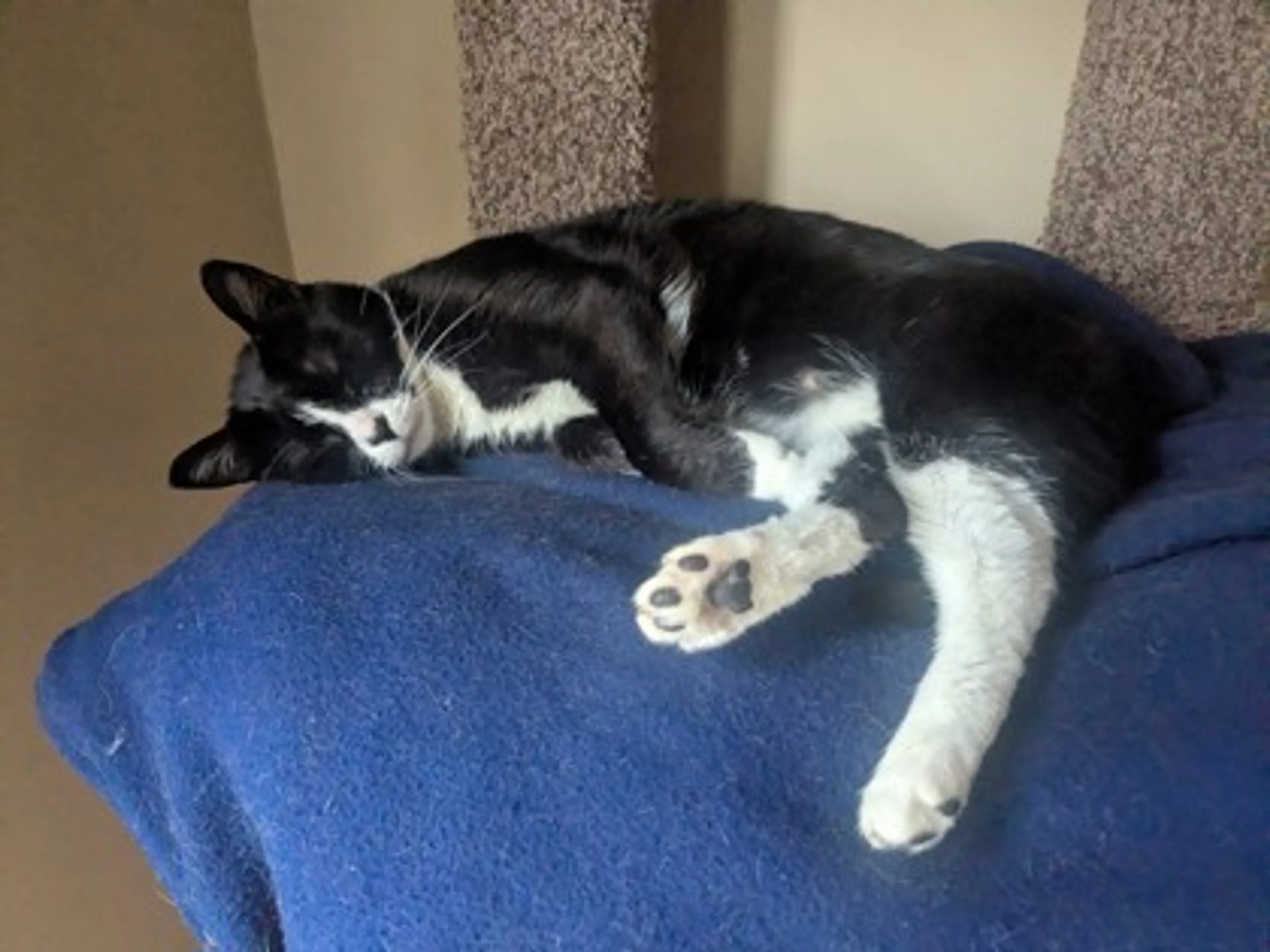Found pet-2