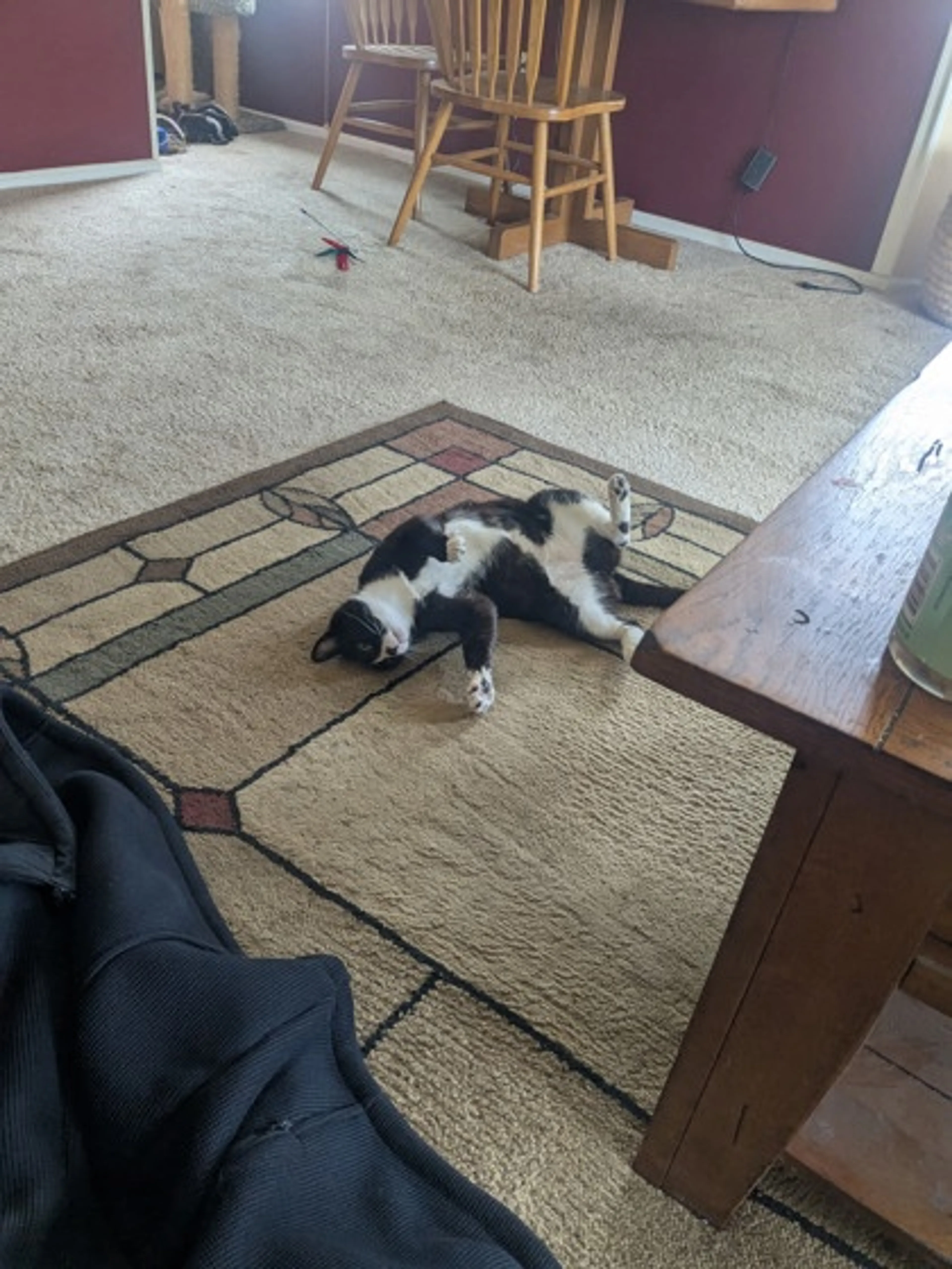 Found pet-1