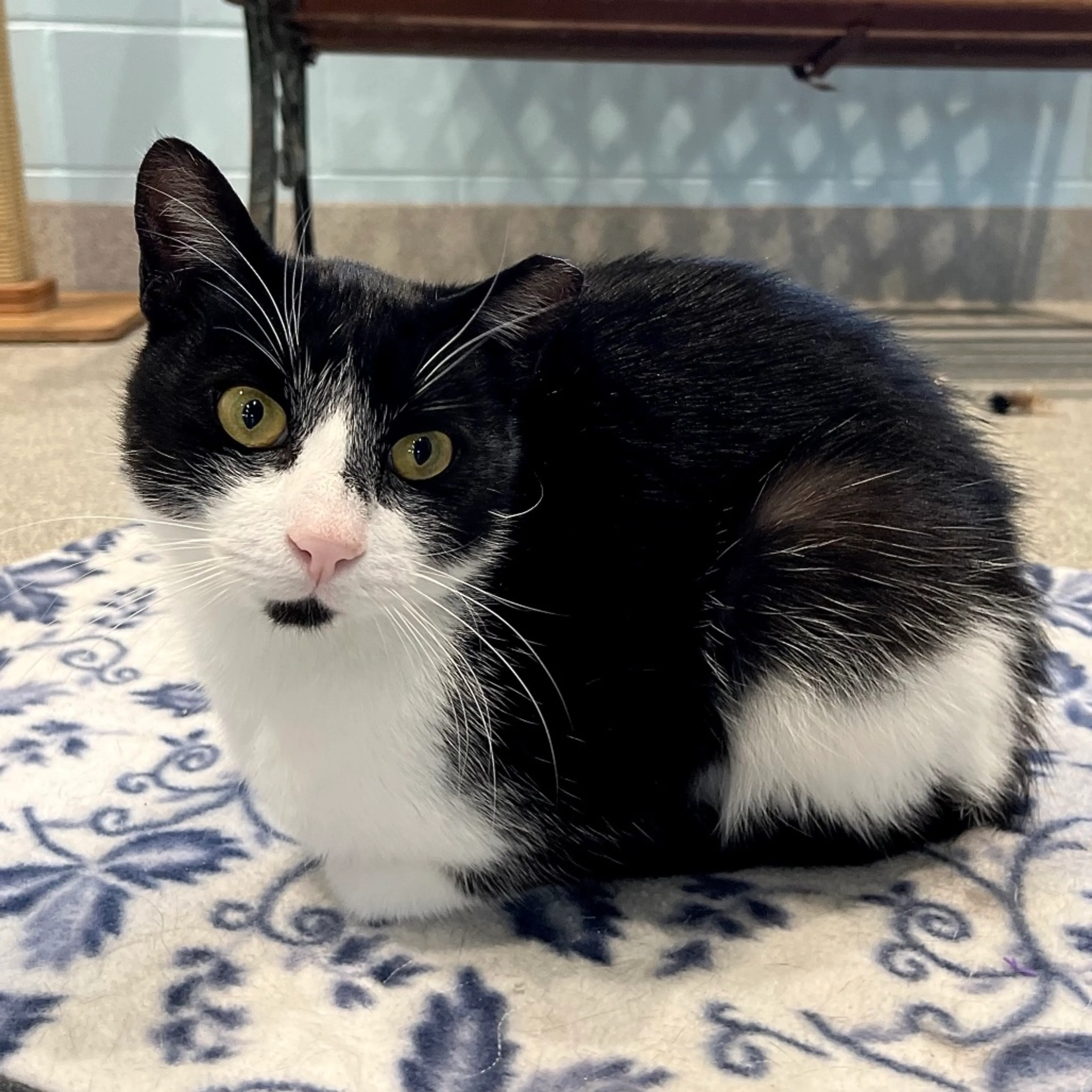Found pet-3