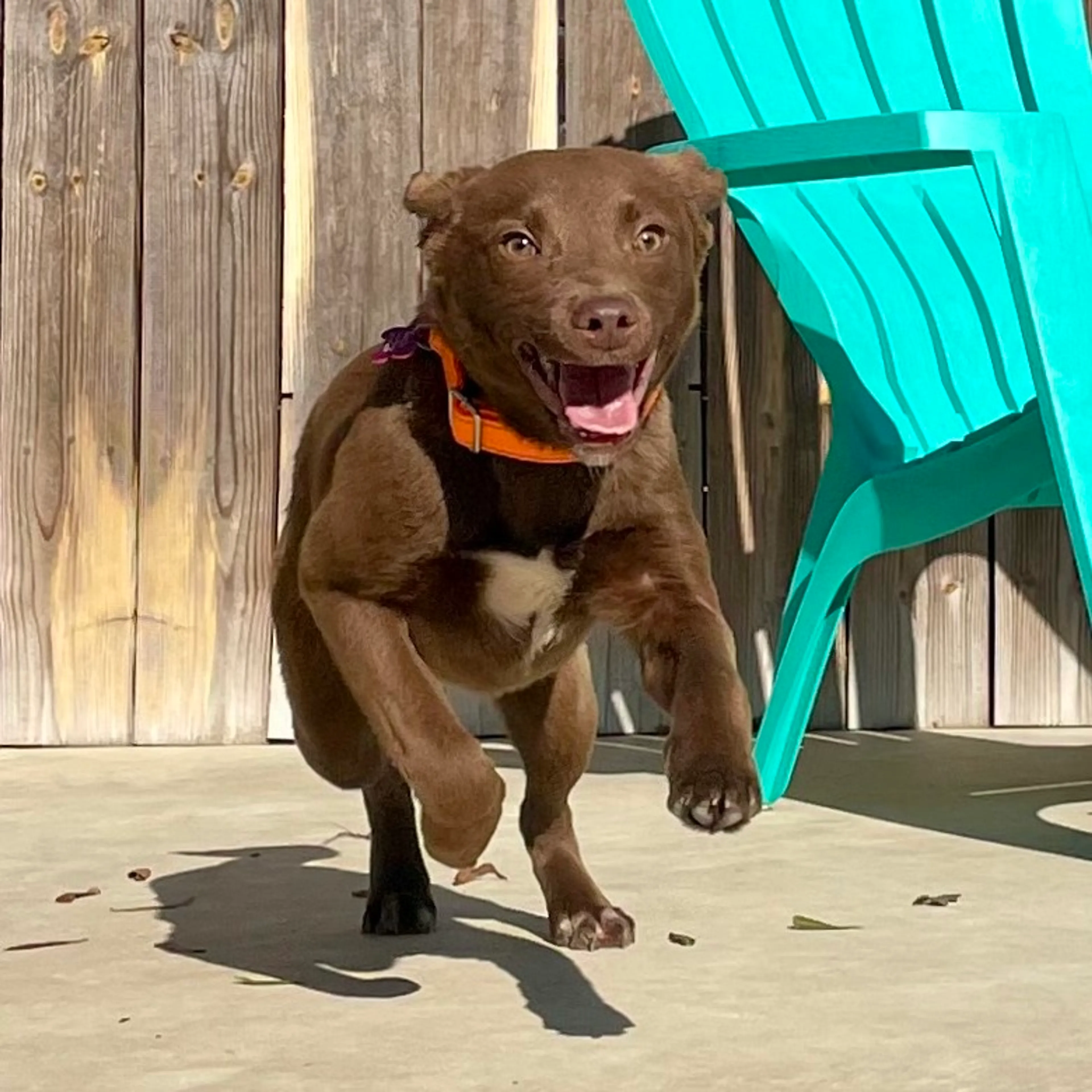 Found pet-4