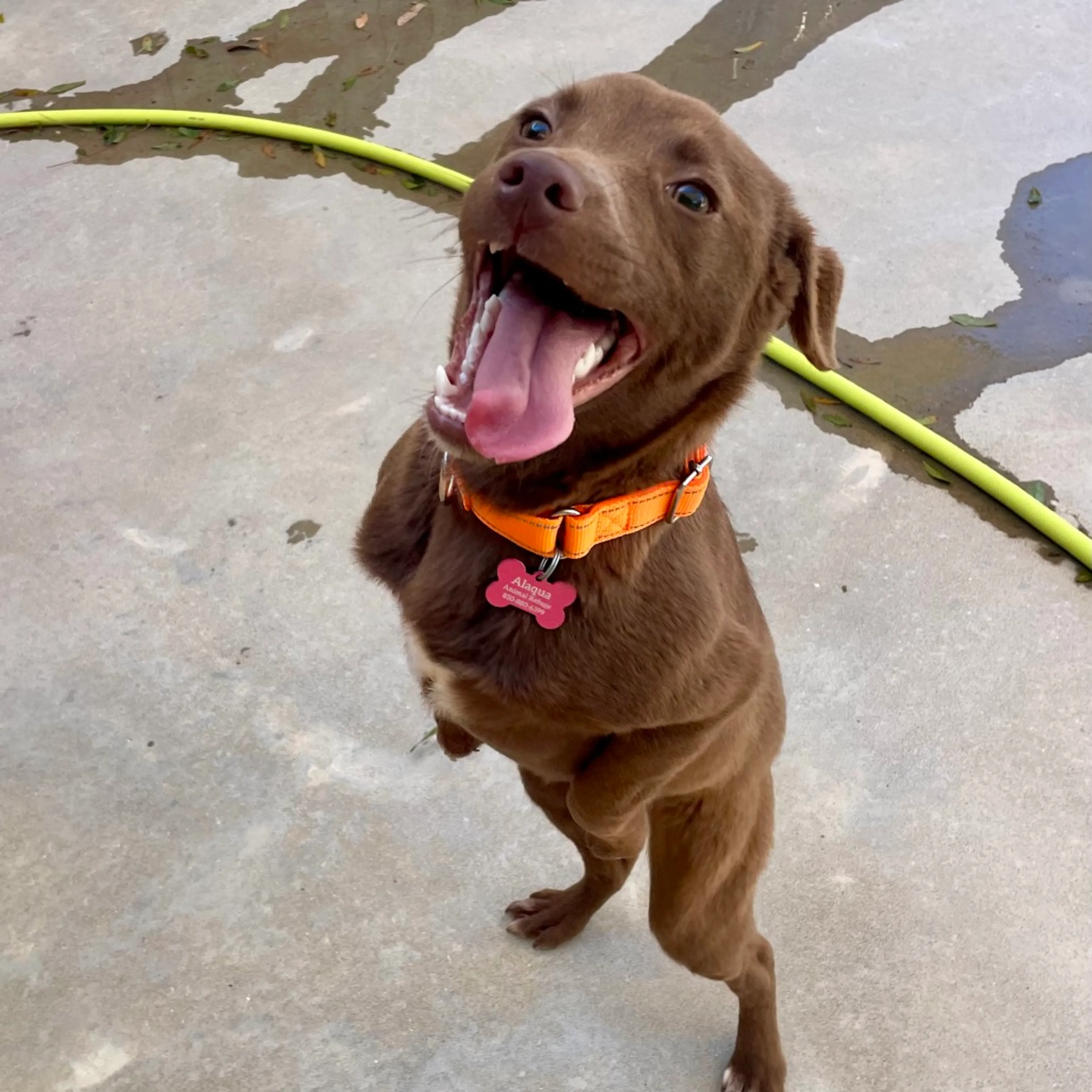 Found pet-3