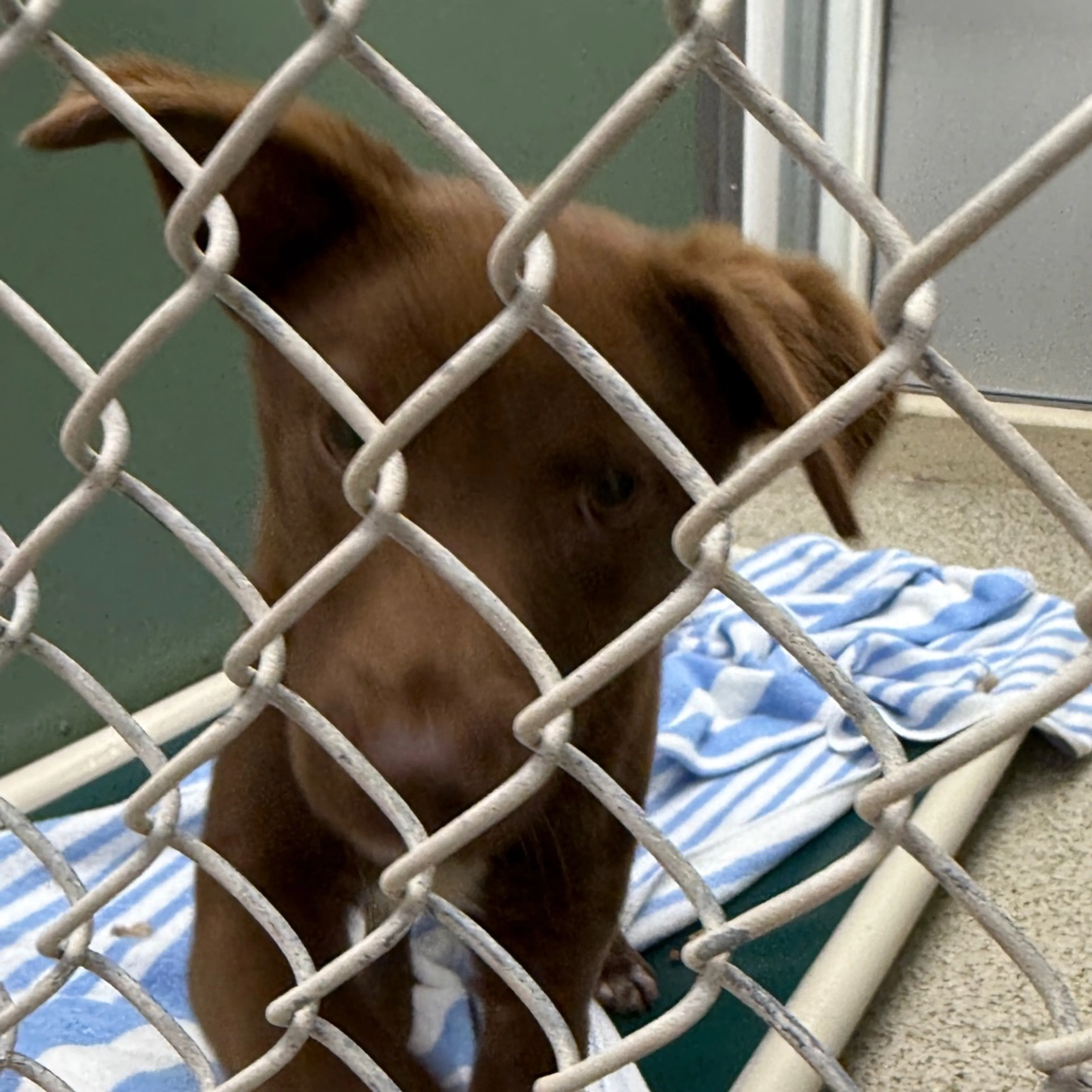 Found pet-1