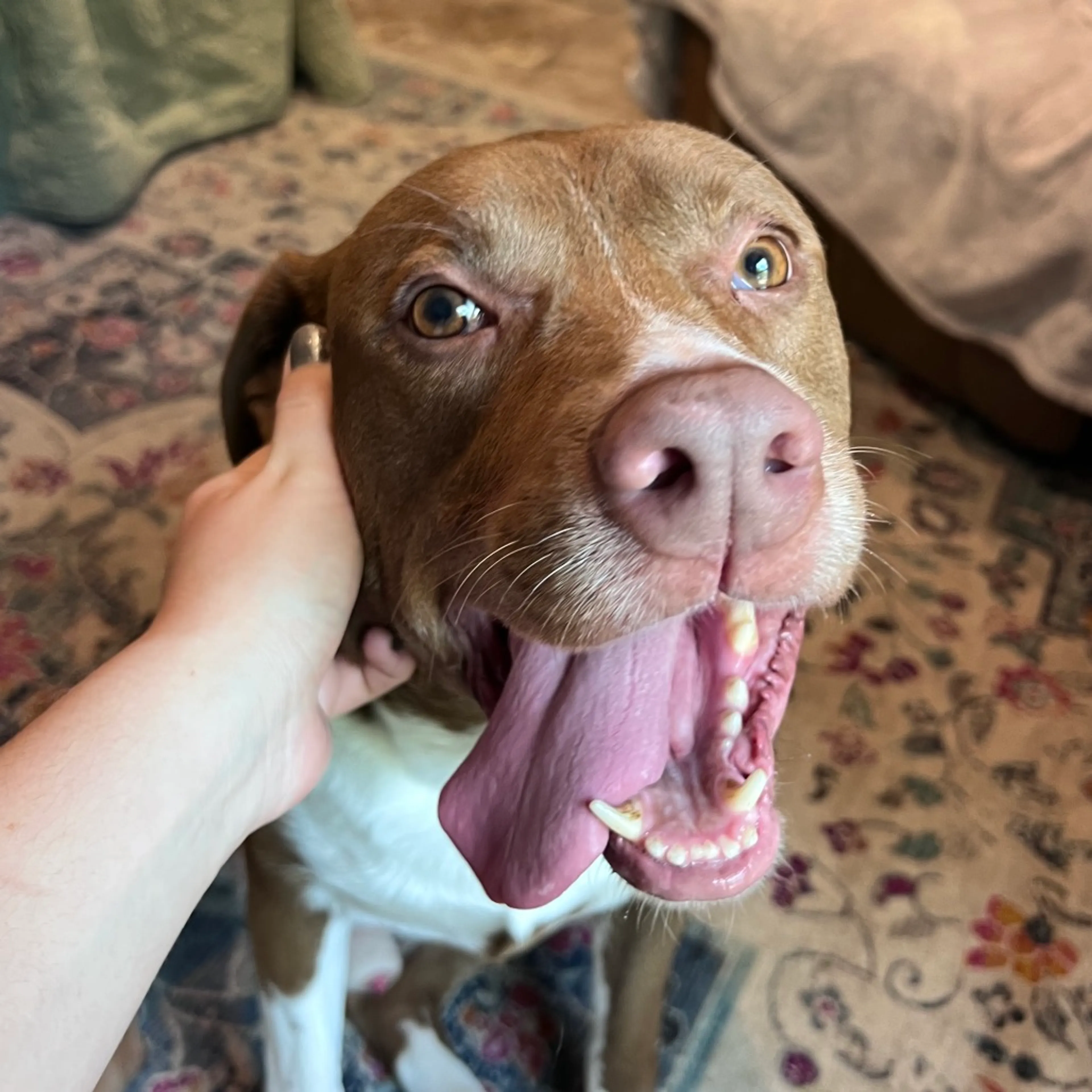 Found pet-1