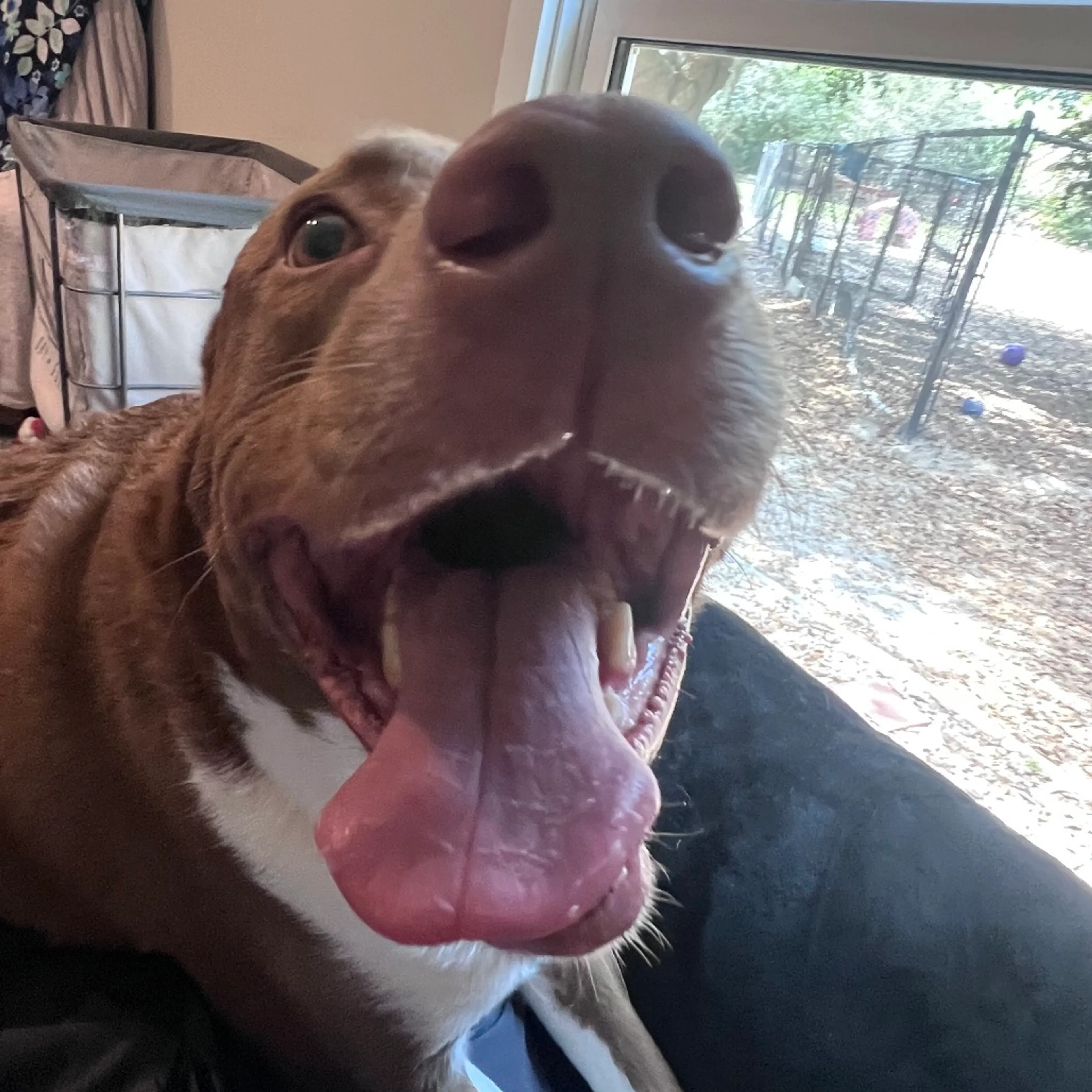 Found pet-3
