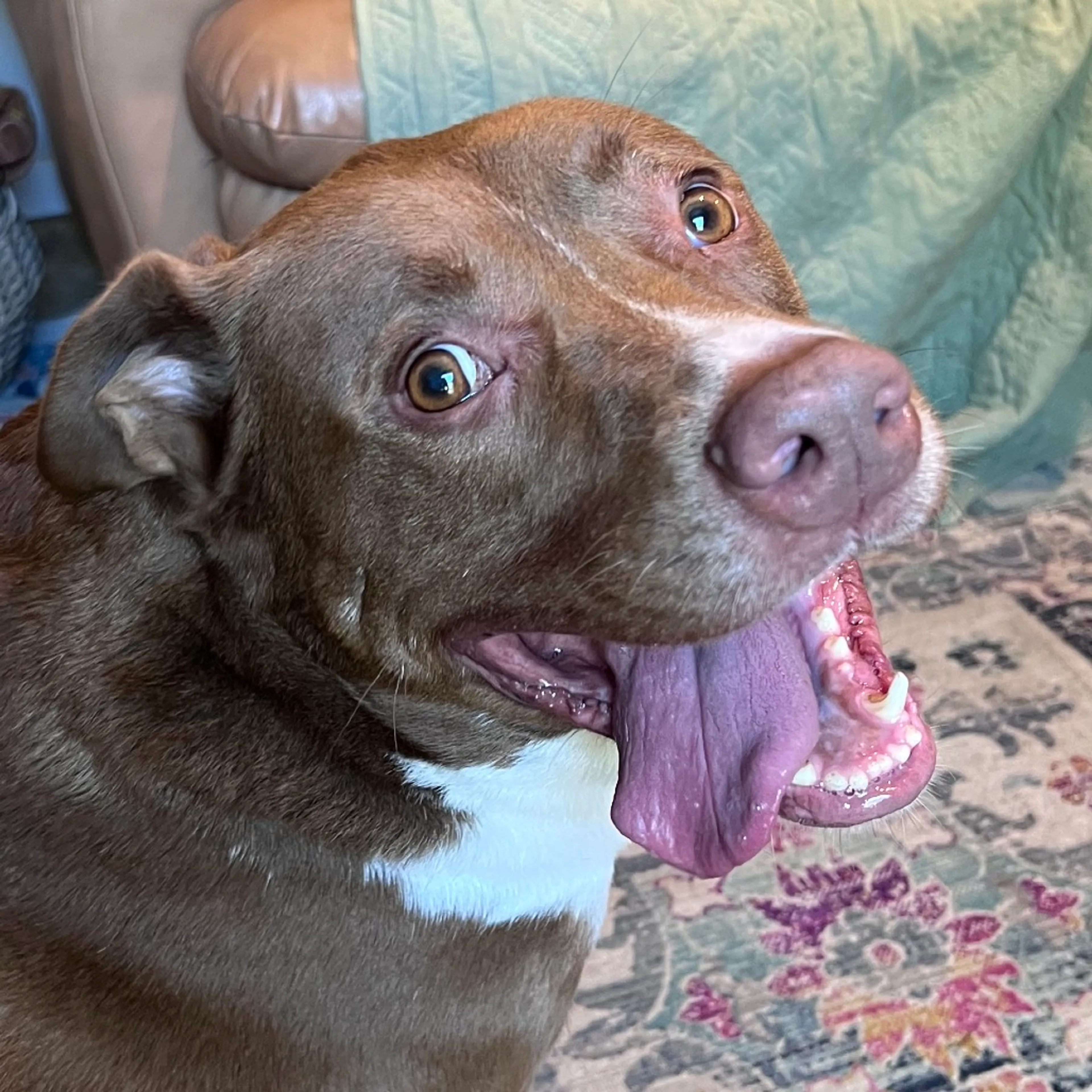 Found pet-2
